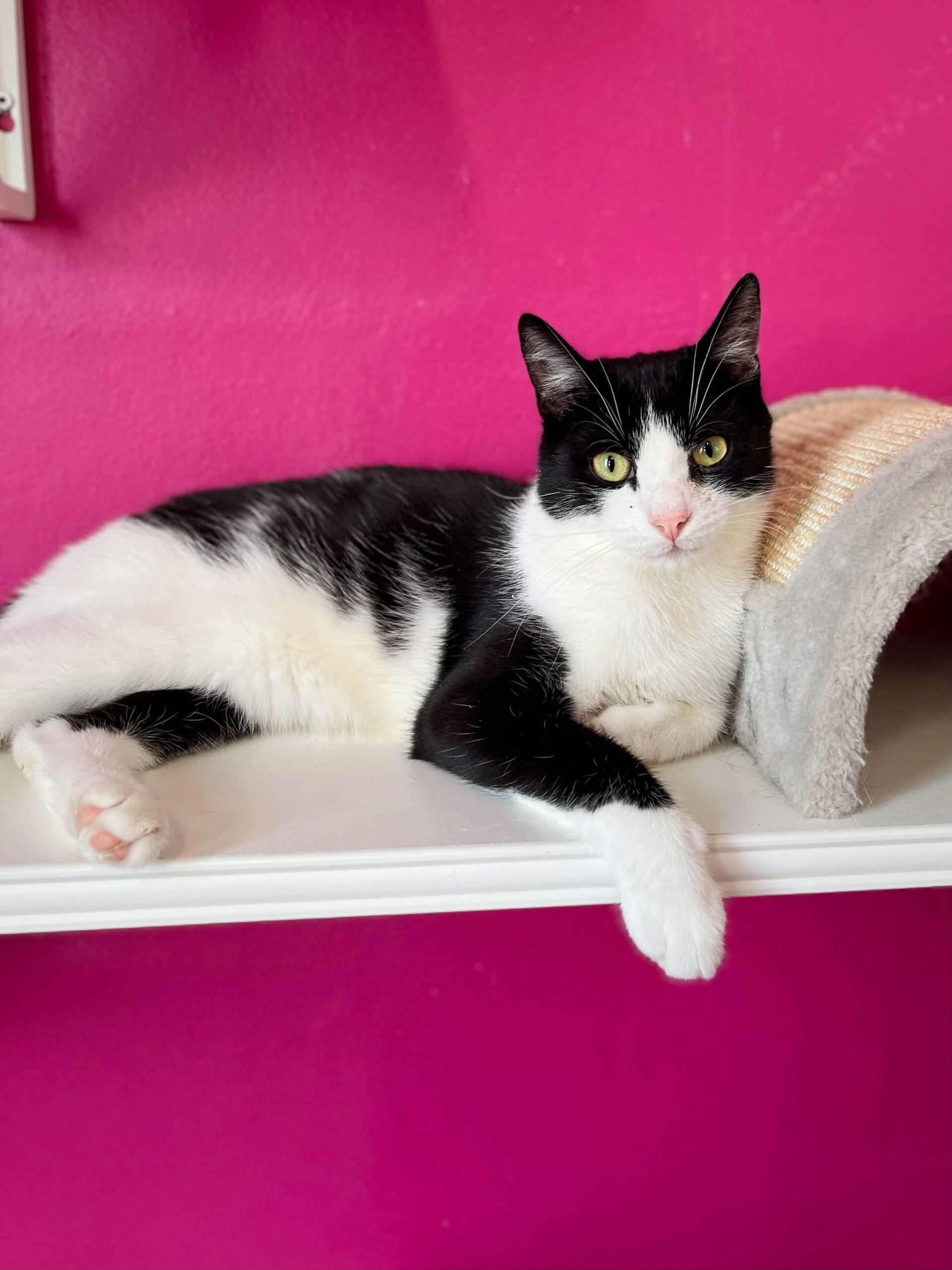 Mike, chat à l'adoption chez Sans Collier
