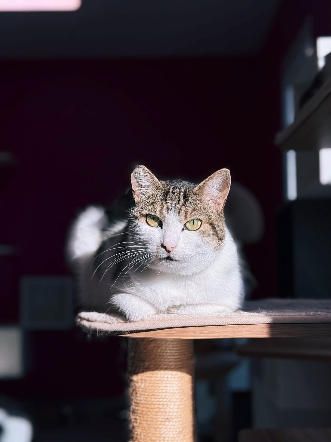 Mustafa, chat à l'adoption chez Sans Collier