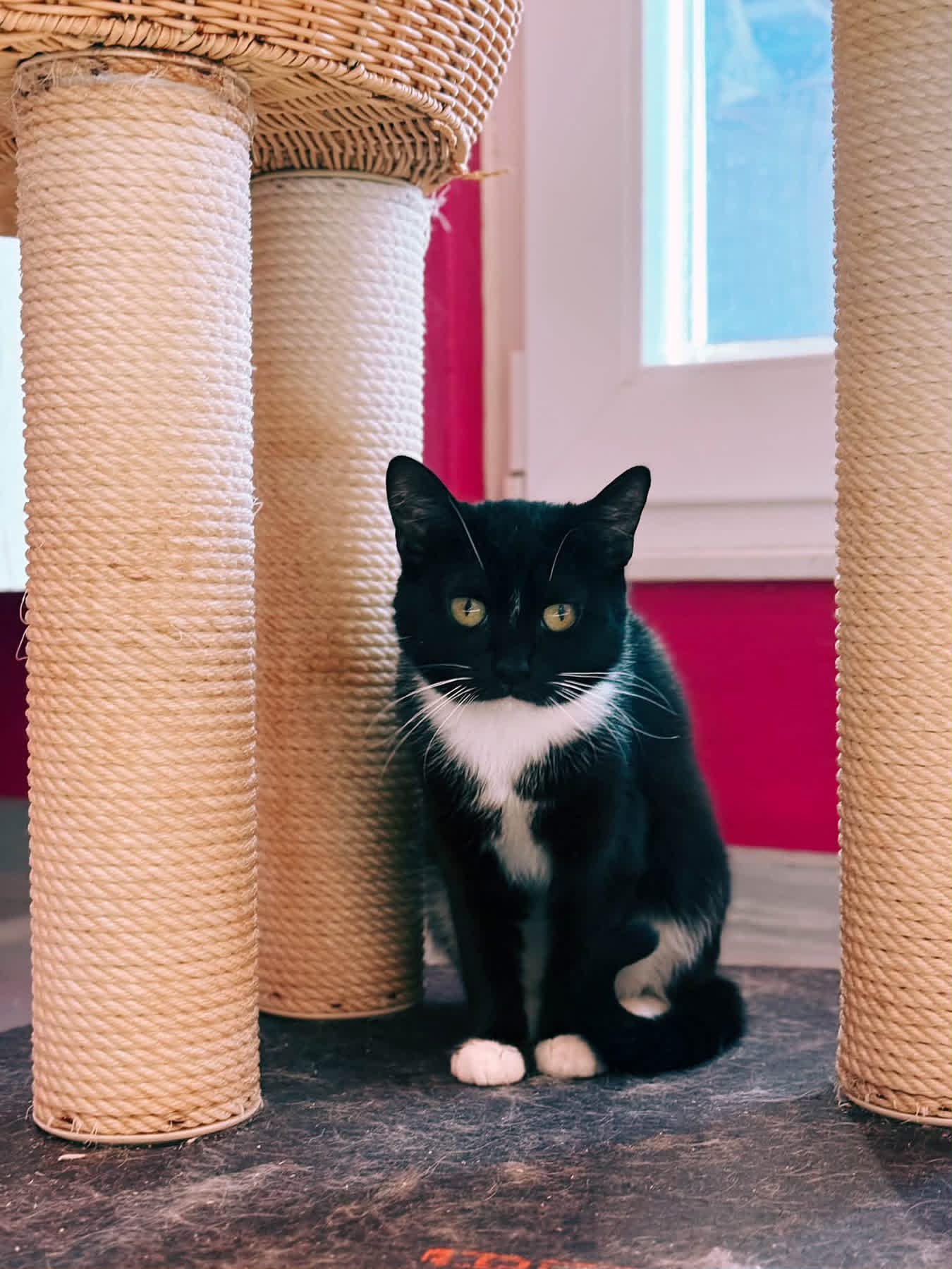 Paulin, chat à l'adoption chez Sans Collier