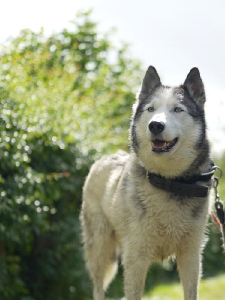 Slider mobile Blue, chien à l'adoption chez Sans Collier