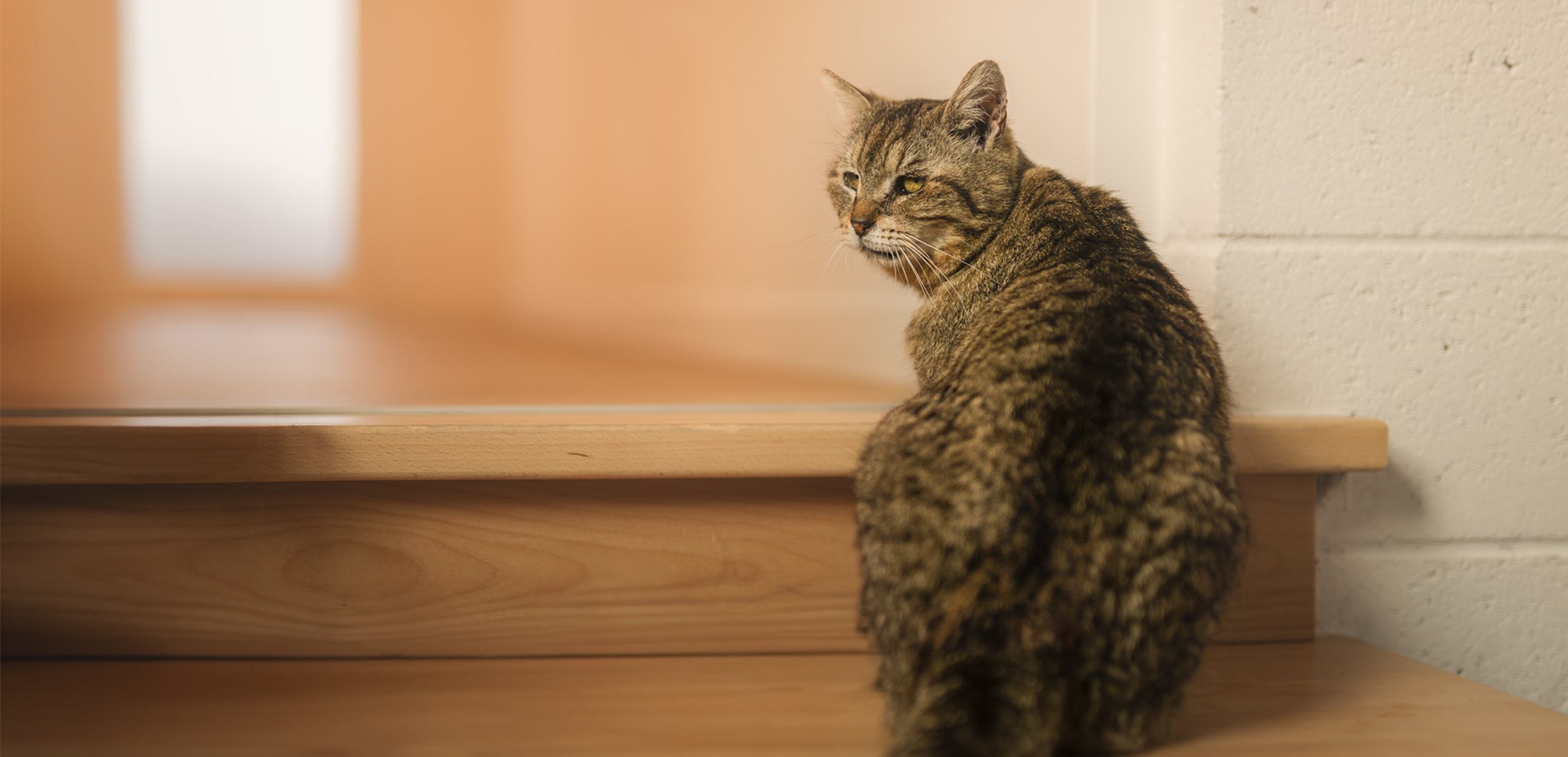 Slider desktop Gamin, chat à l'adoption chez Sans Collier