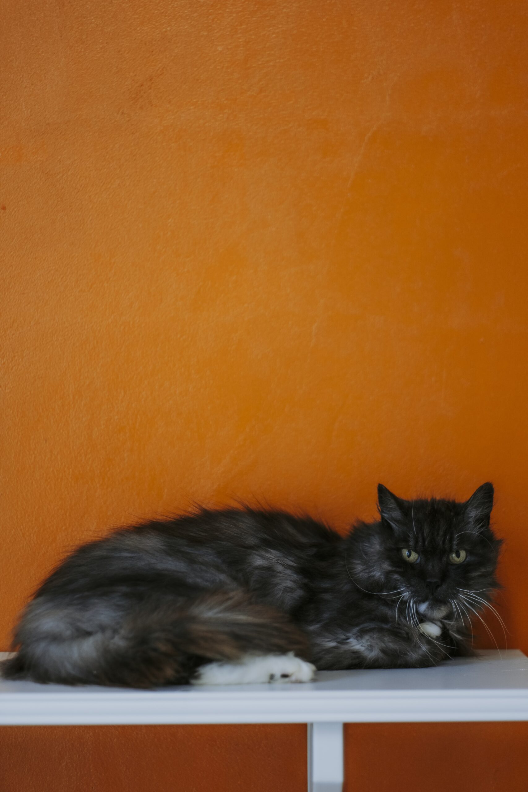 Vladimir, chat à l'adoption chez Sans Collier