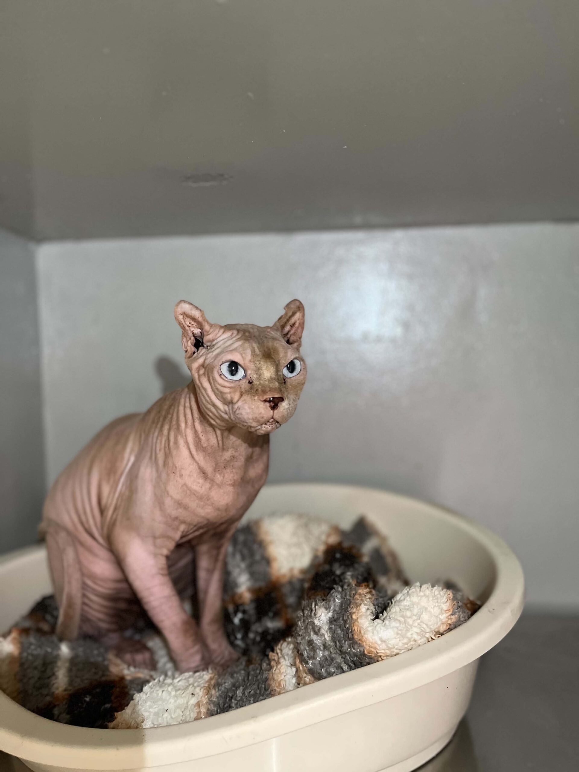 Serge, chat à l'adoption chez Sans Collier