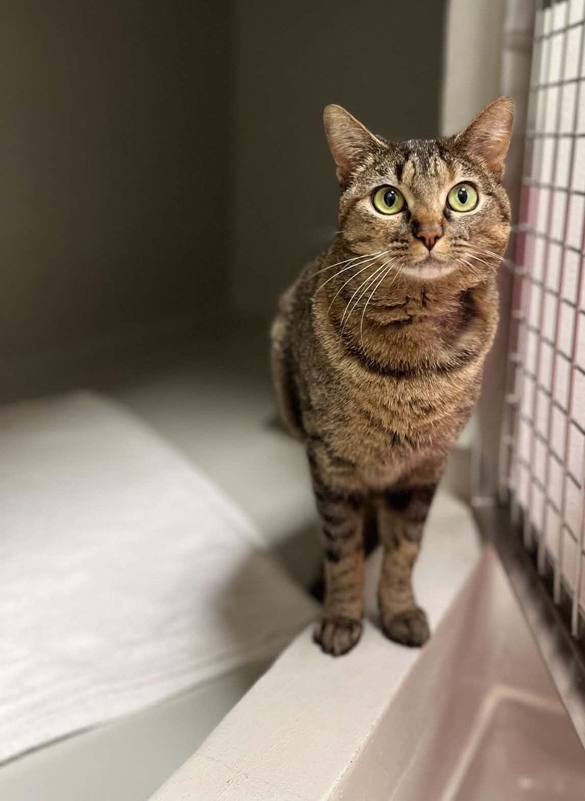 Taita, chat à l'adoption chez Sans Collier