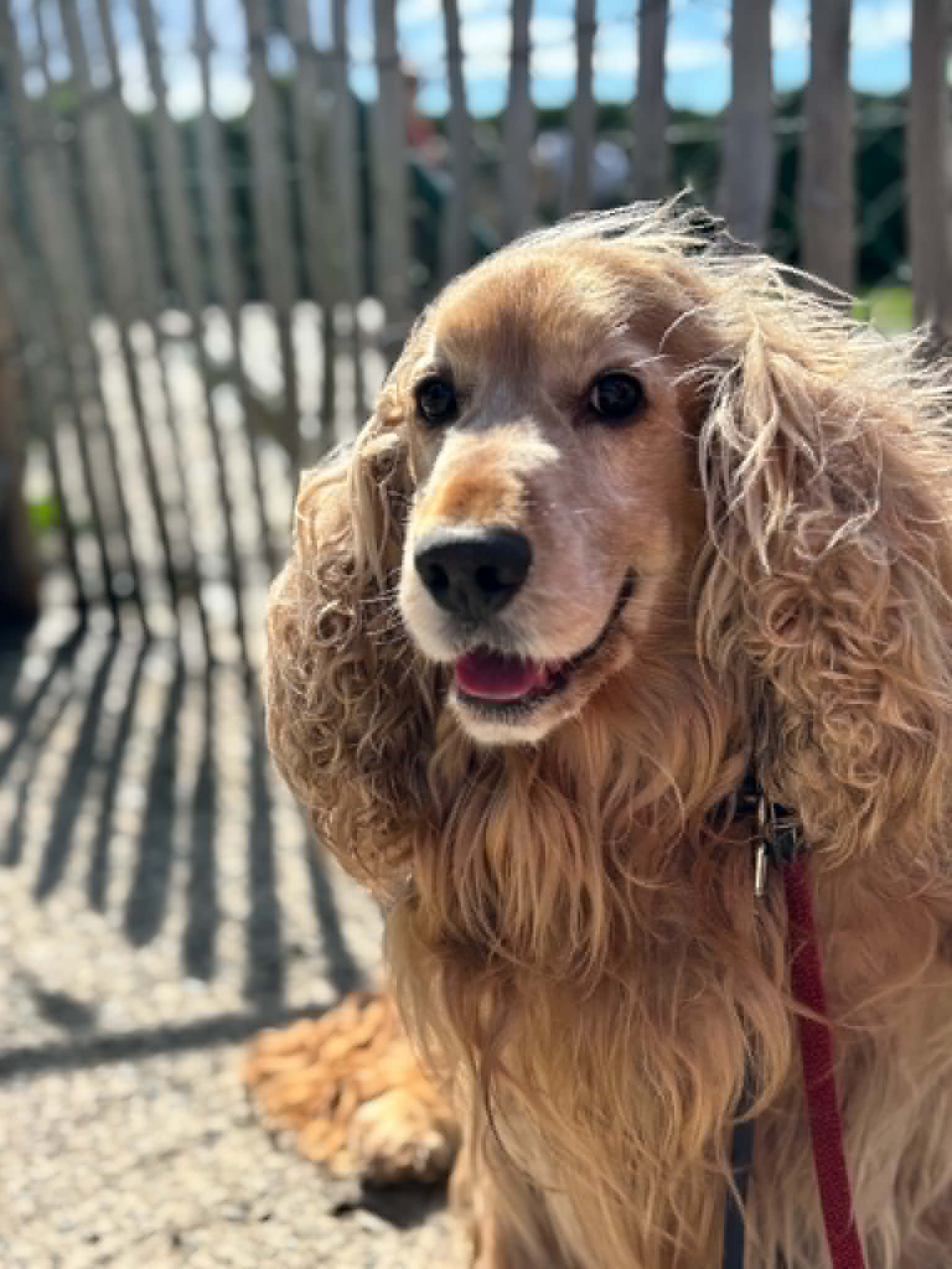 Rocky, chien à l'adoption chez Sans Collier