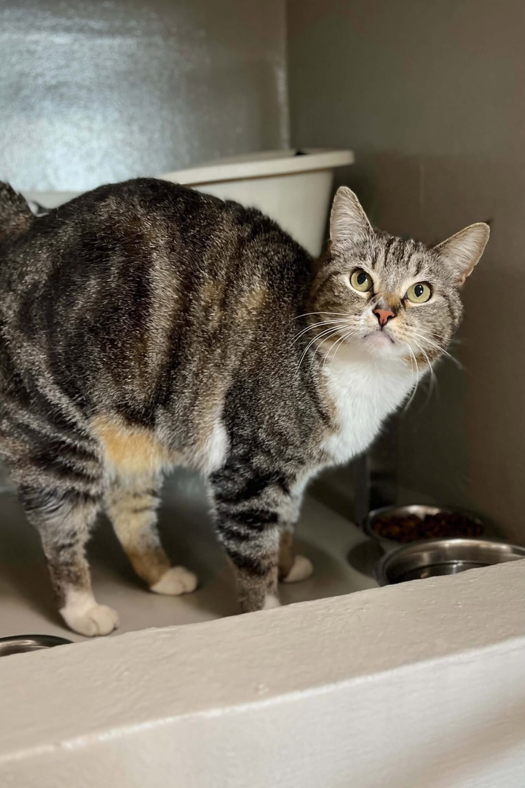 Vackx, chat à l'adoption chez Sans Collier
