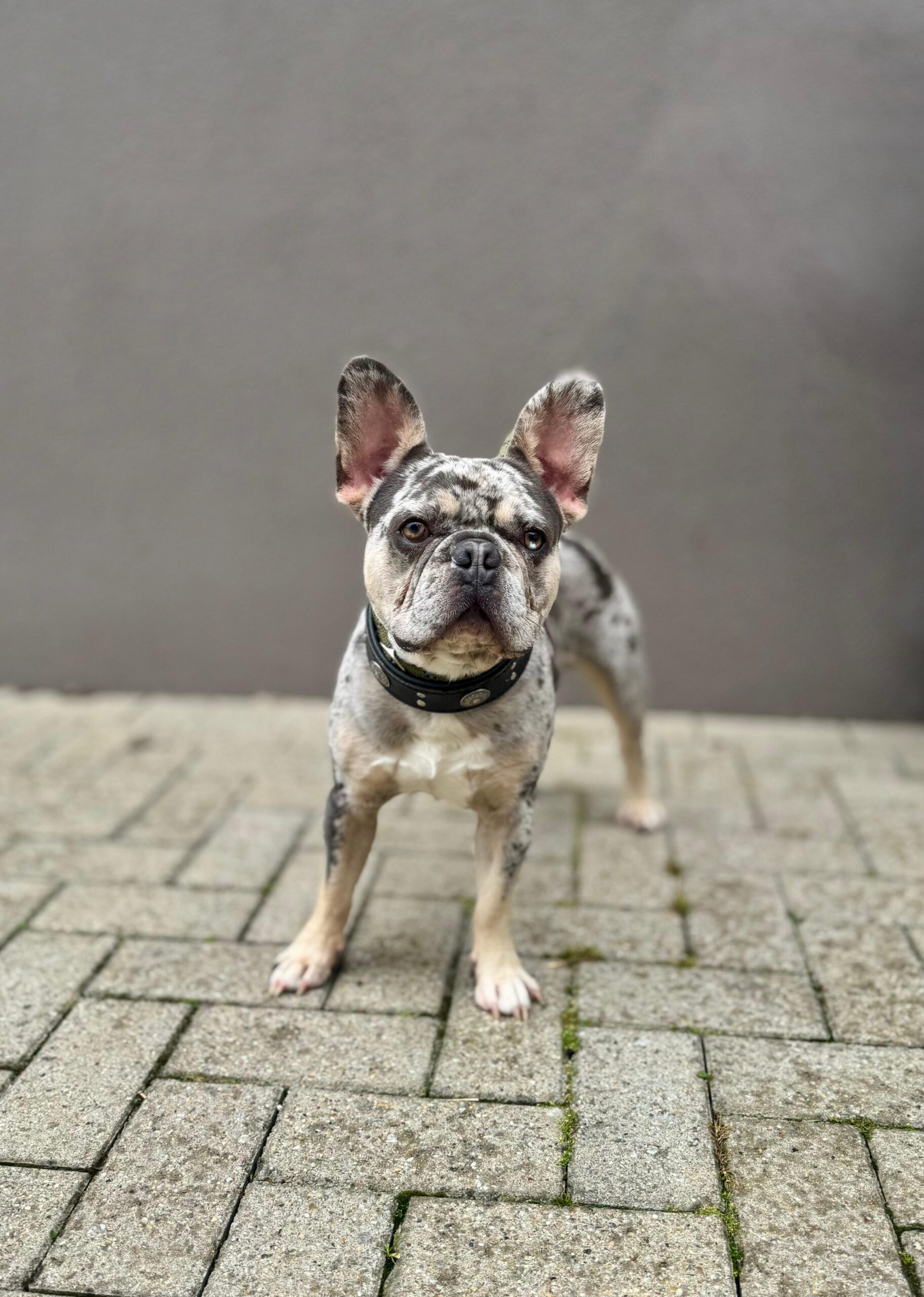 Ulysse, chien à l'adoption chez Sans Collier