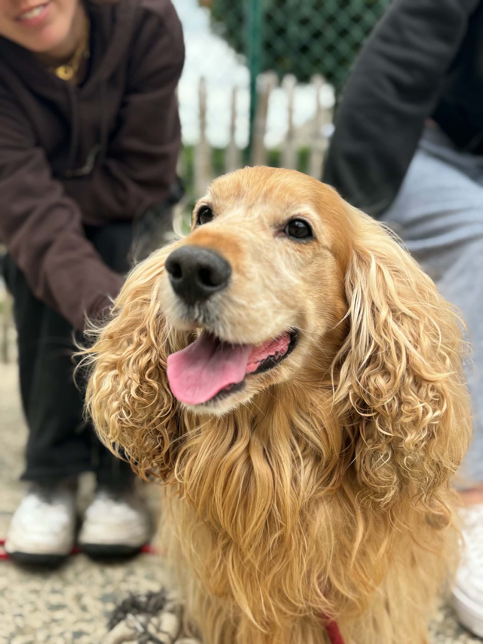 Rocky, chien à l'adoption chez Sans Collier