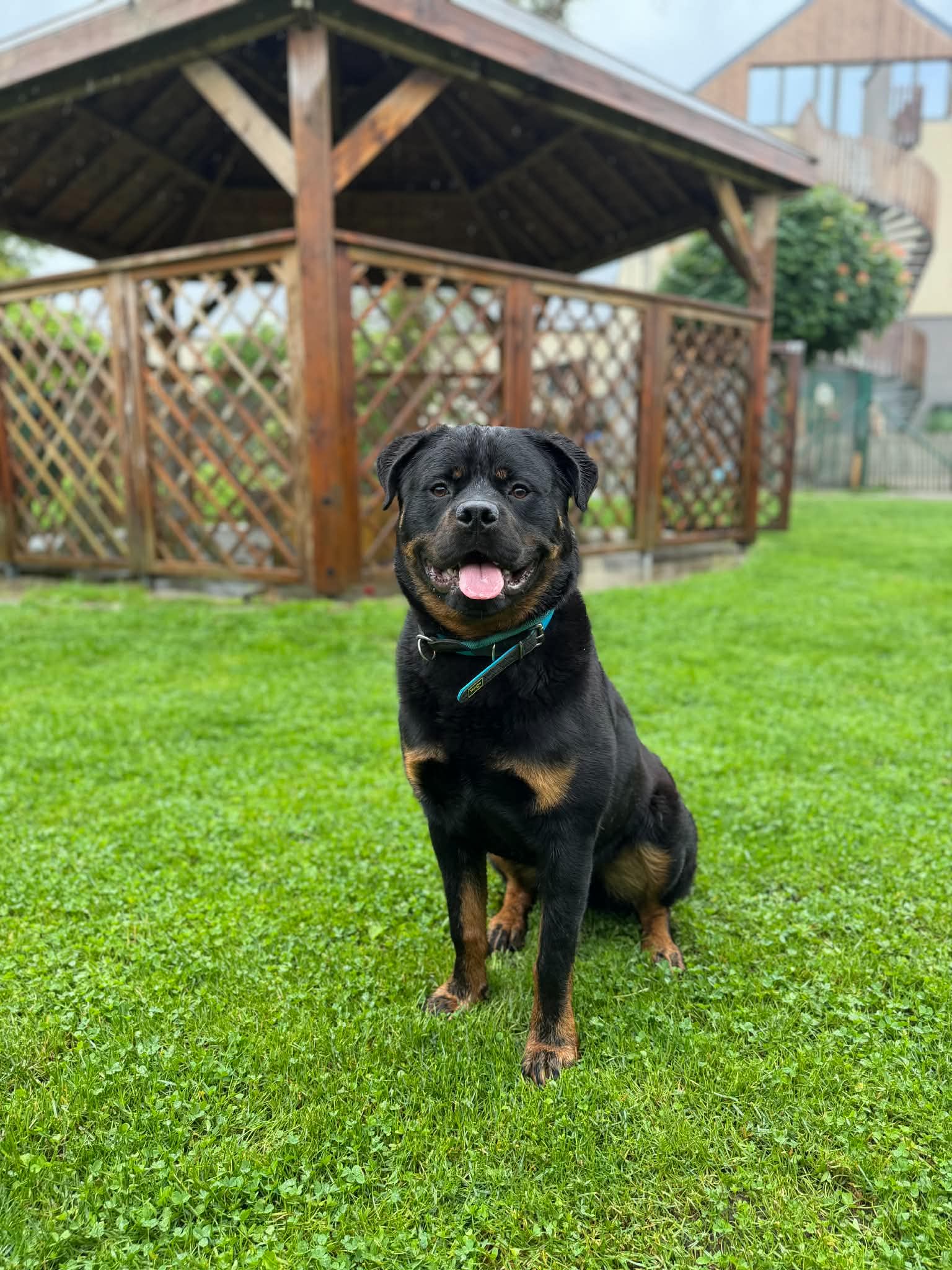 Biggy, chien à l'adoption chez Sans Collier
