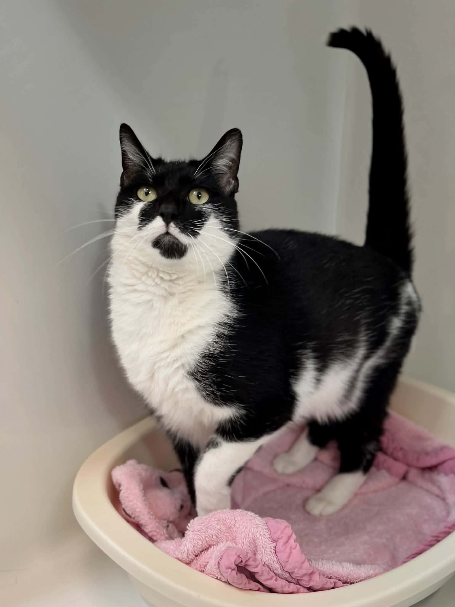 Nala, chat à l'adoption chez Sans Collier