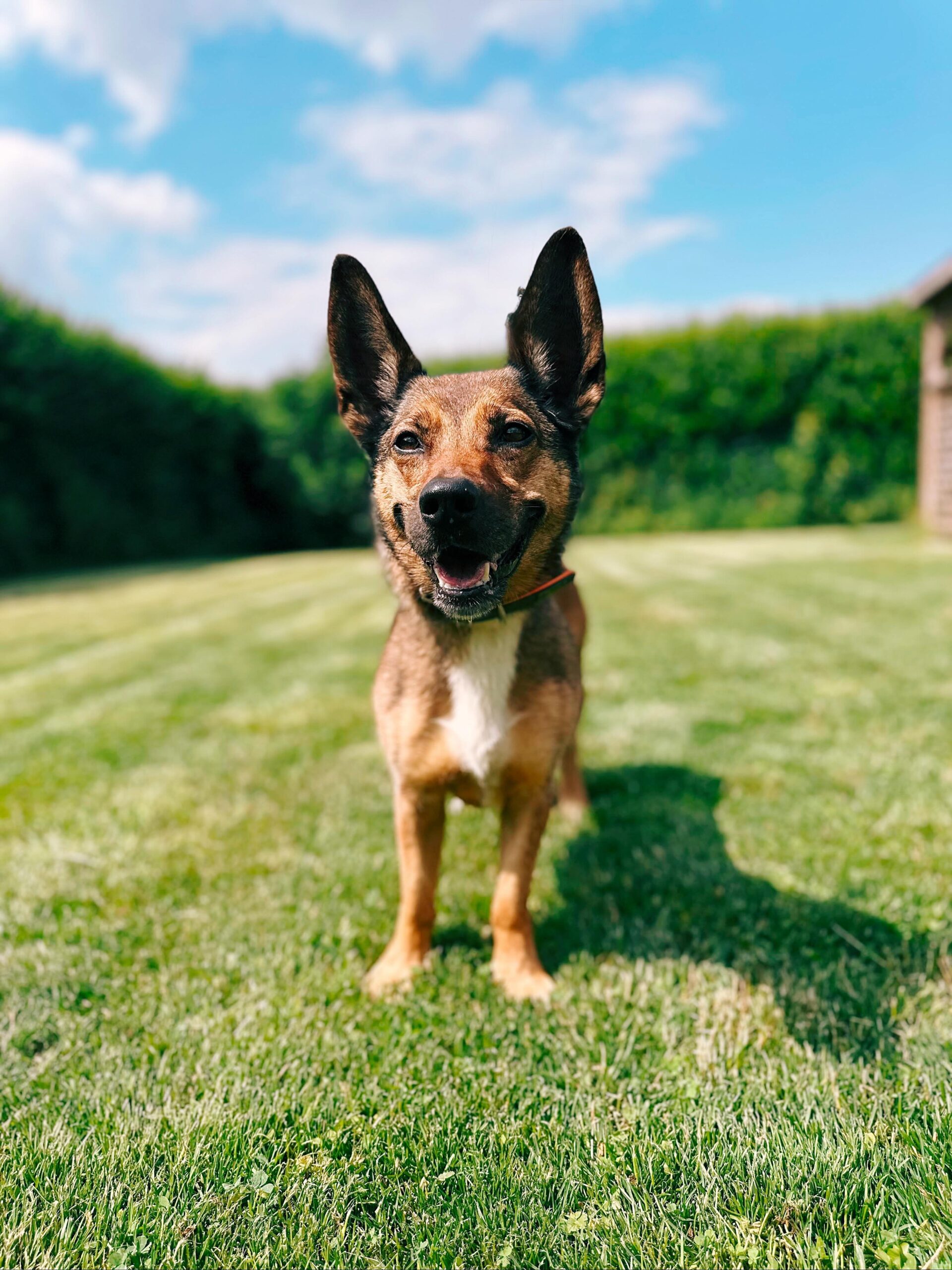 Topaze, chien à l'adoption chez Sans Collier