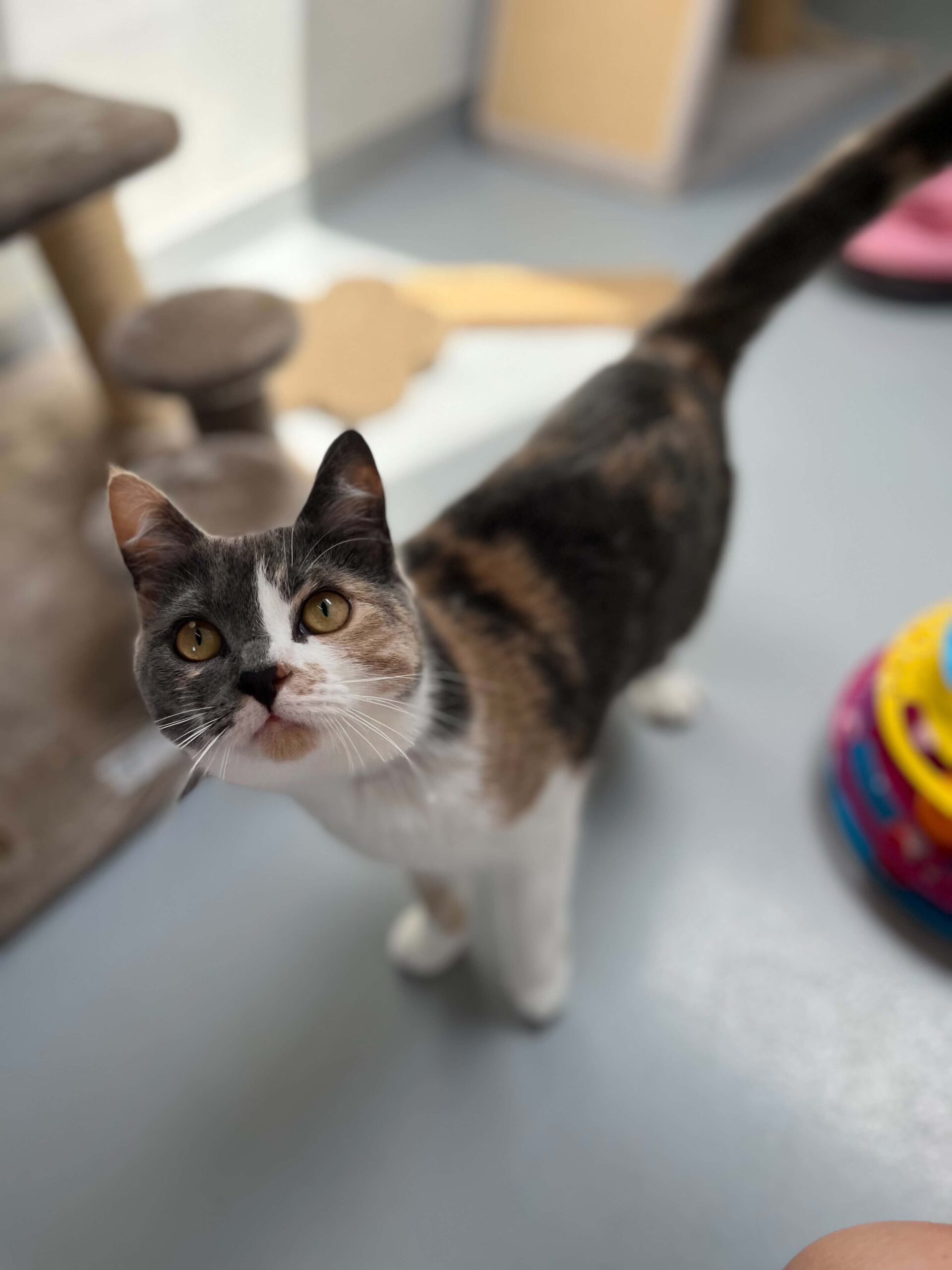 Kitty, chat à l'adoption chez Sans Collier