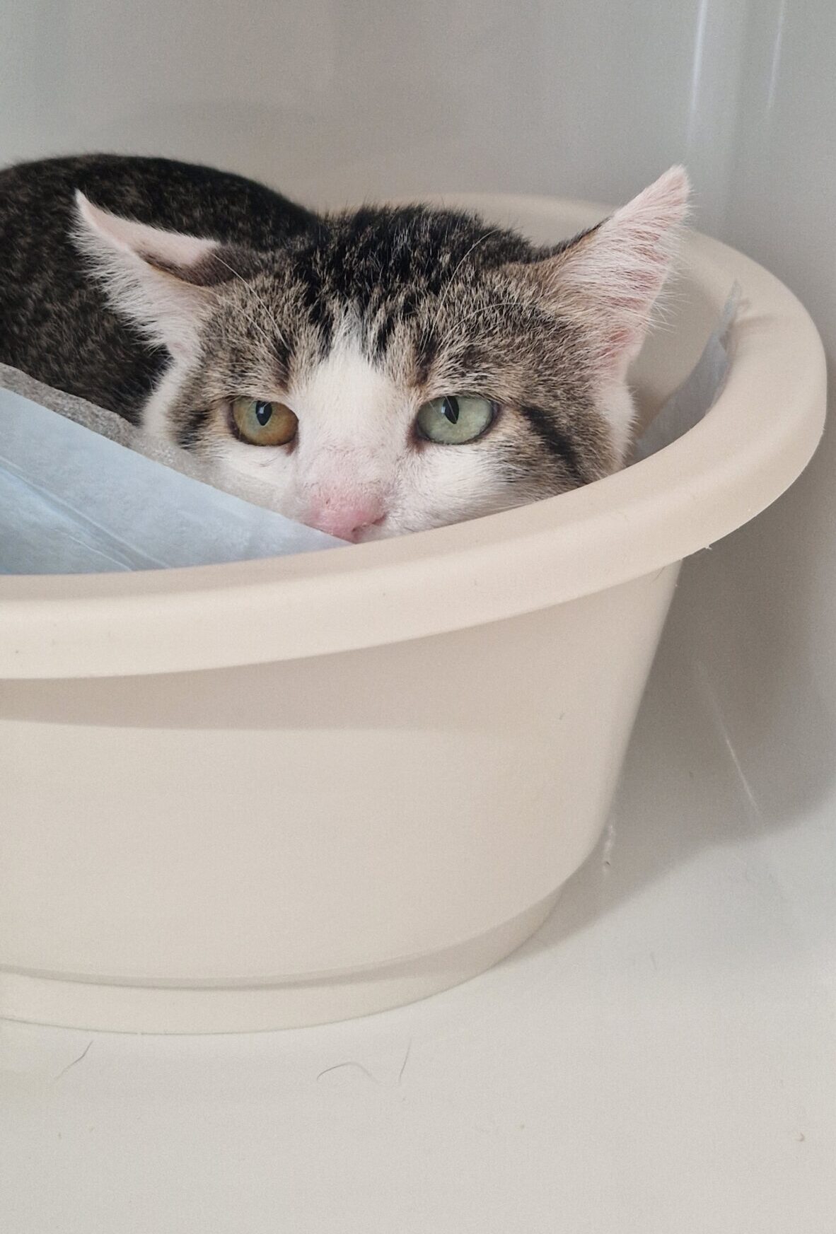 kyo, chat à l'adoption chez Sans Collier
