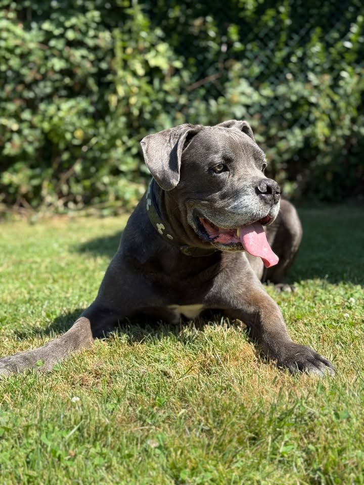 Moon, chien à l'adoption chez Sans Collier