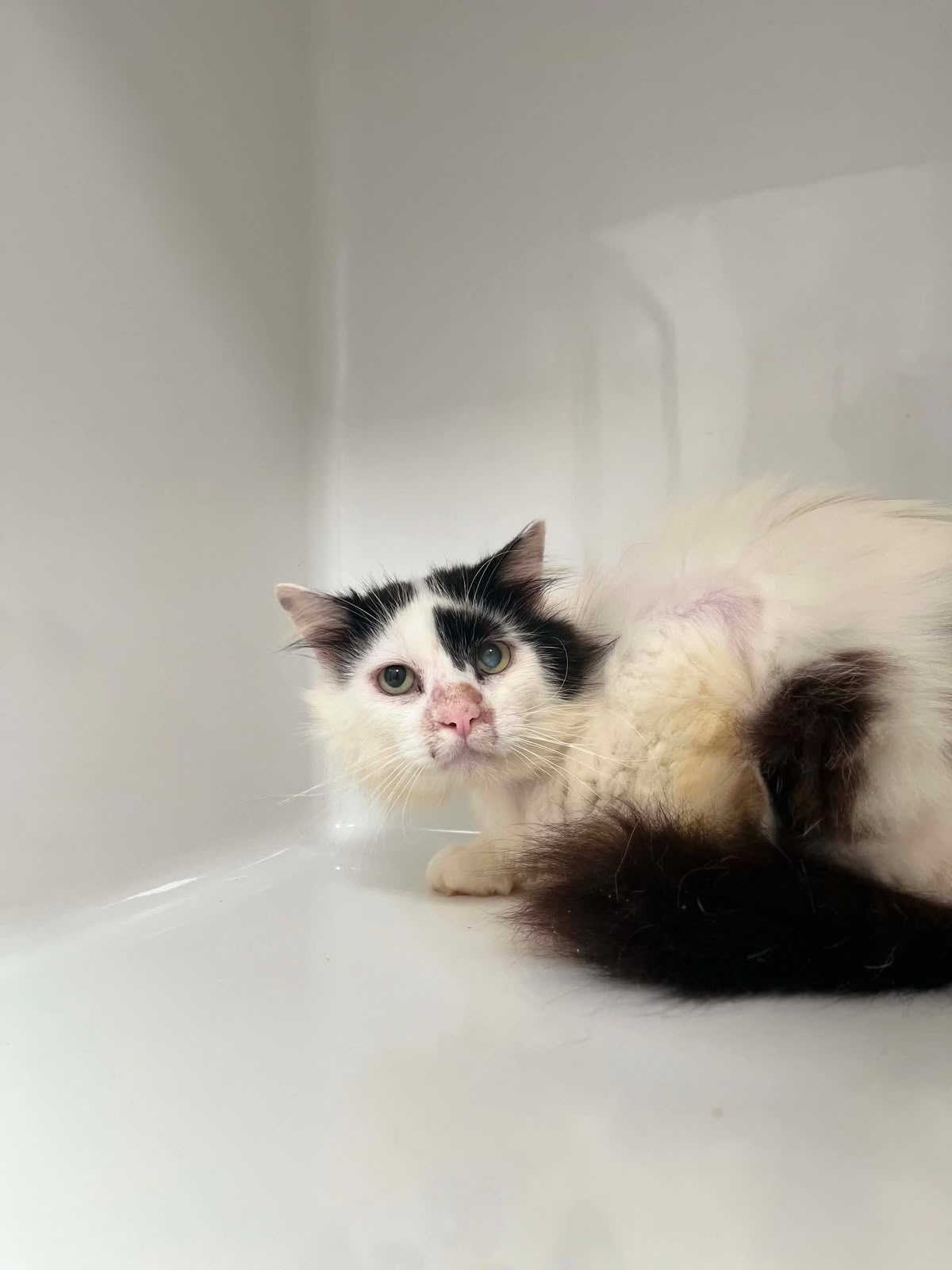Chacha, chat à l'adoption chez Sans Collier