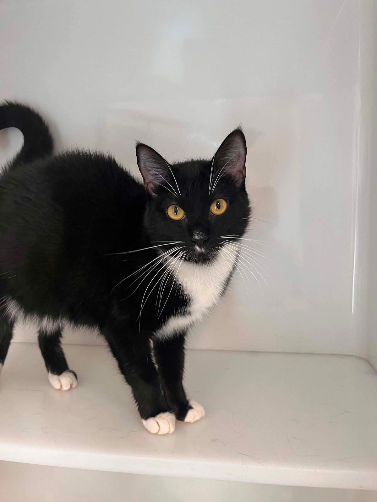 Cookie, chat à l'adoption chez Sans Collier