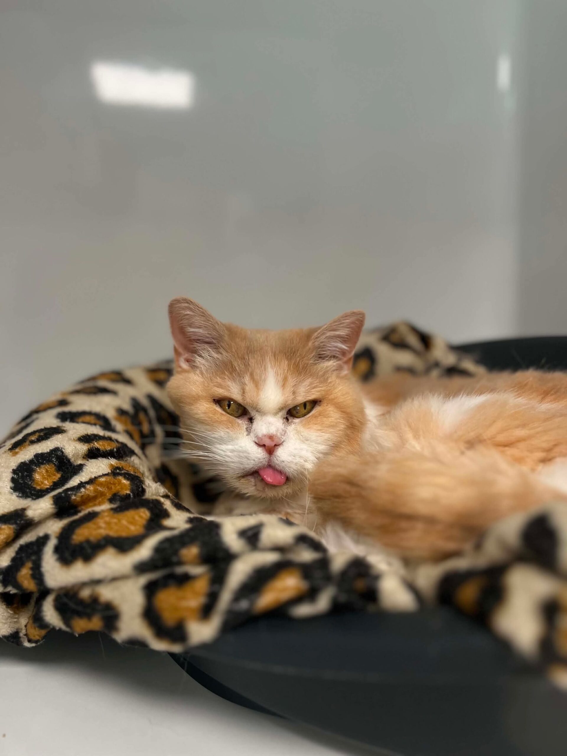 Frangipane, chat à l'adoption chez Sans Collier