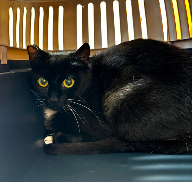 Ginette, chat à l'adoption chez Sans Collier