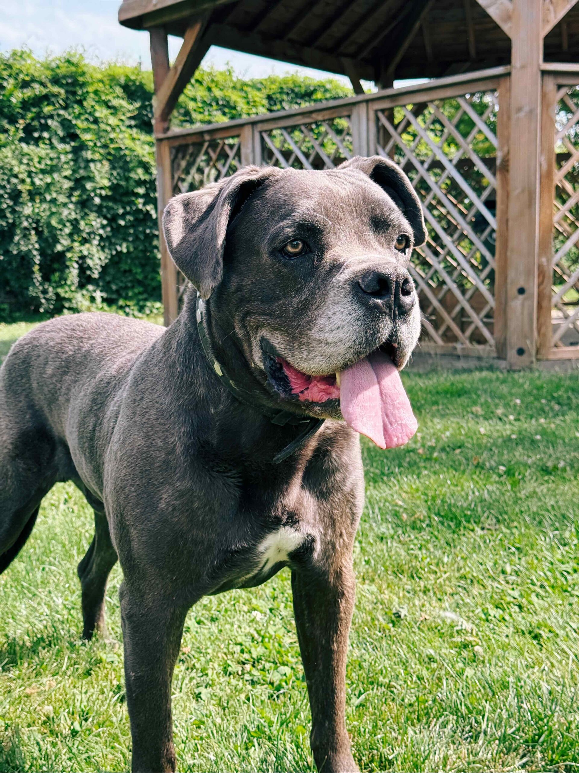 Moon, chien à l'adoption chez Sans Collier