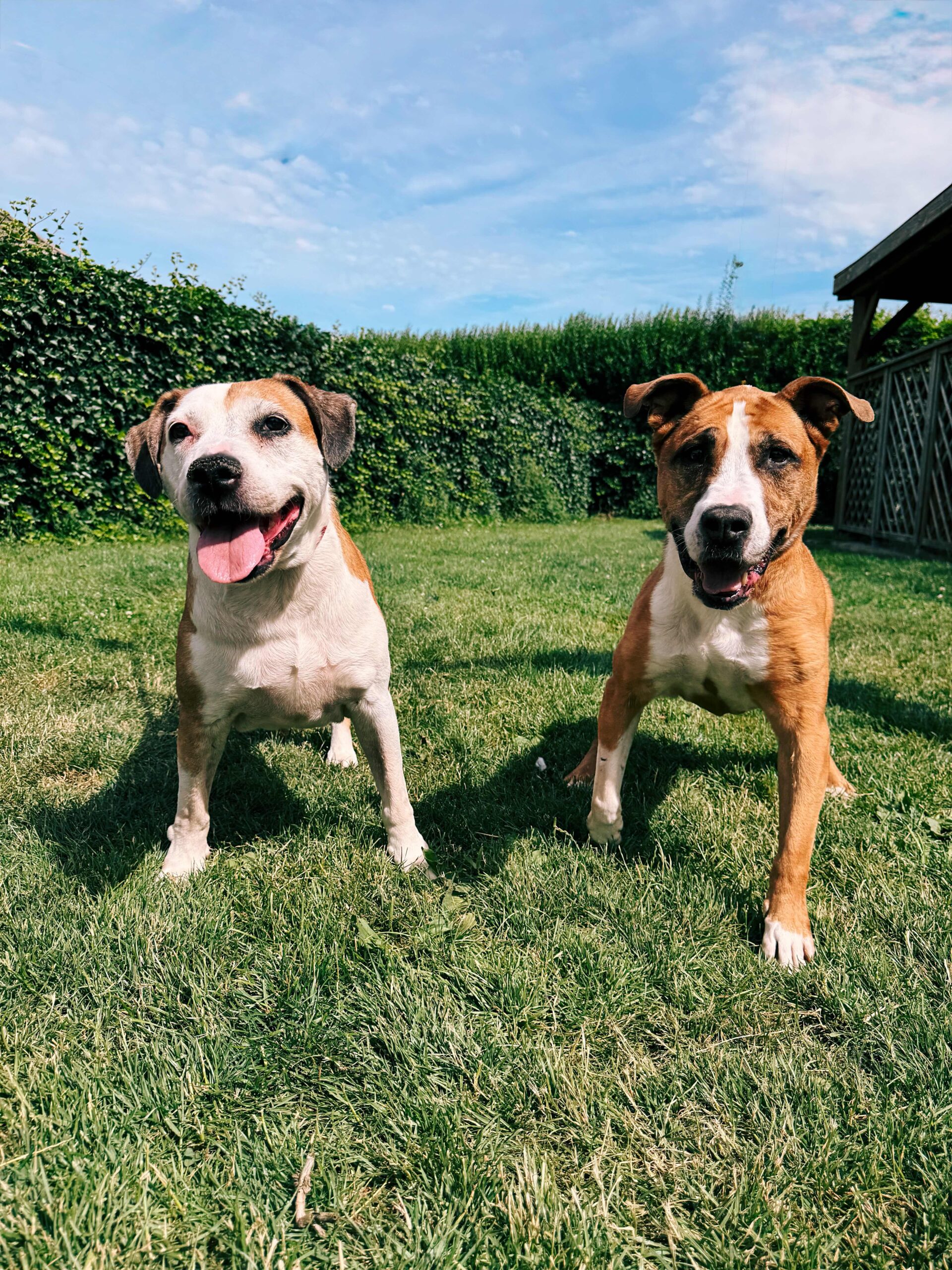 Diva & Thailya, chiens à l'adoption chez Sans Collier