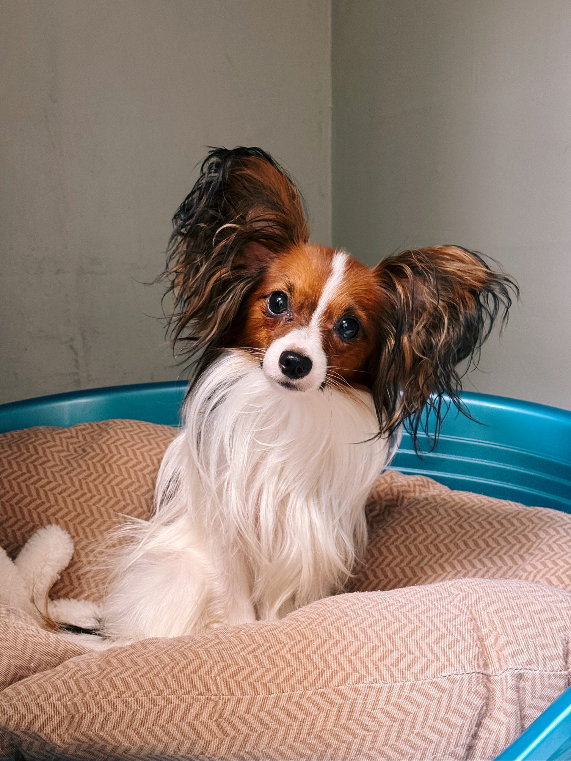 Argos, chien à l'adoption chez Sans Collier