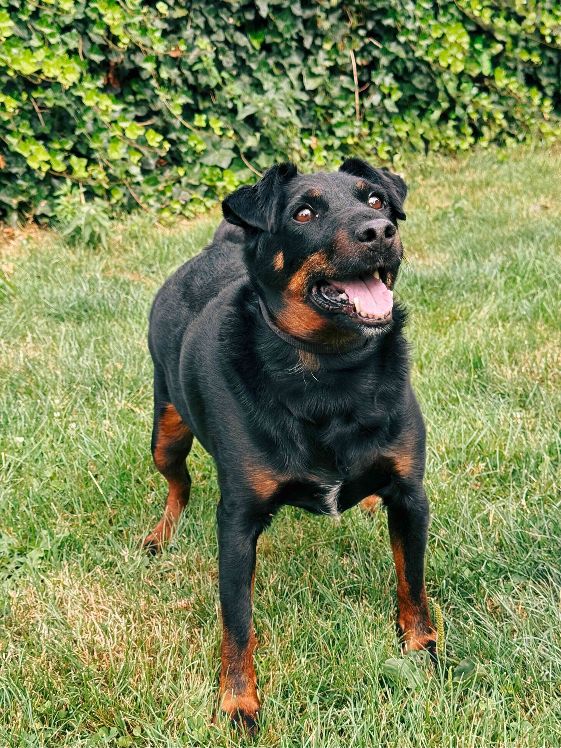 Lost, chien à l'adoption chez Sans Collier