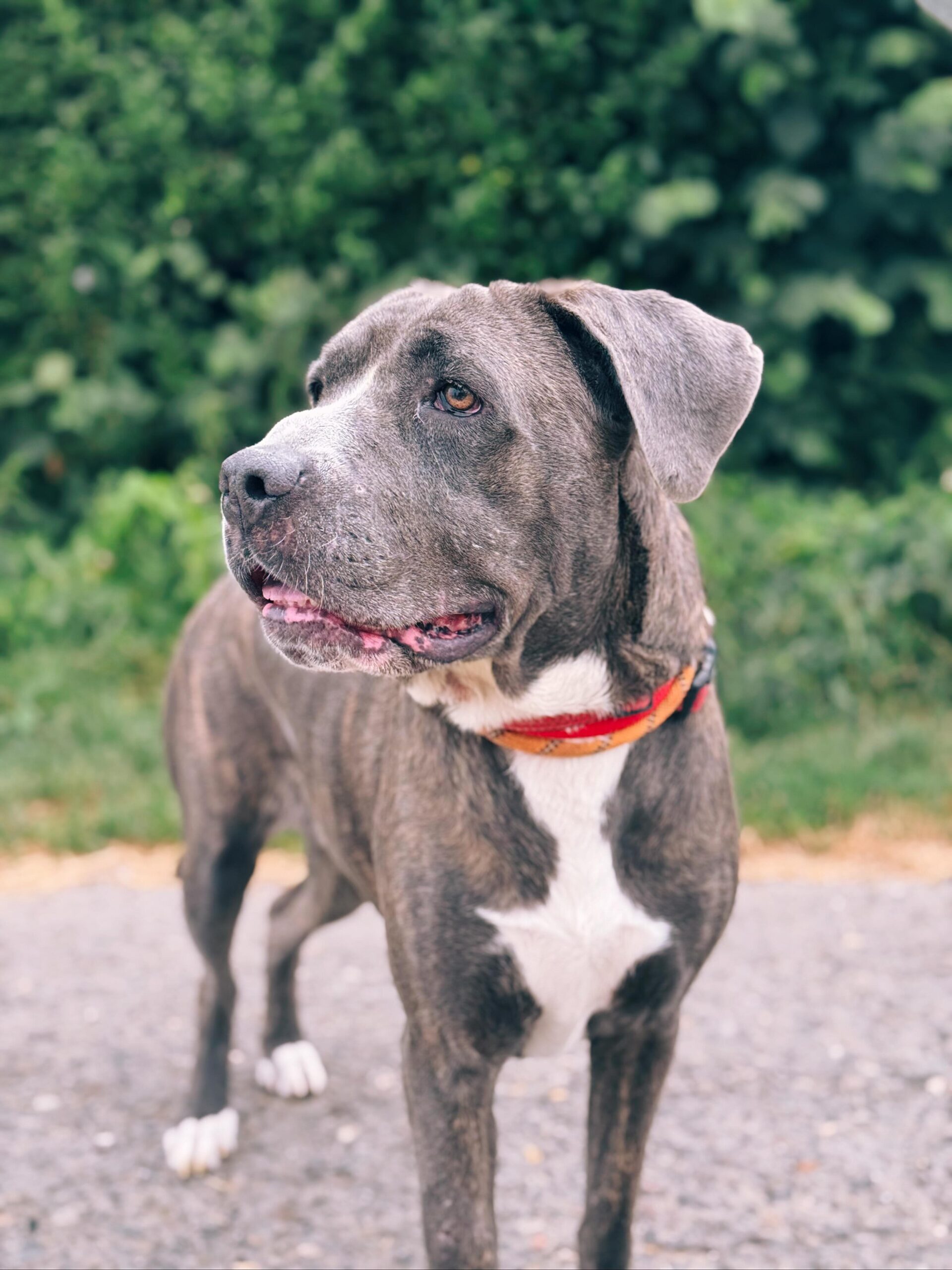 Juliette, chien à l'adoption chez Sans Collier