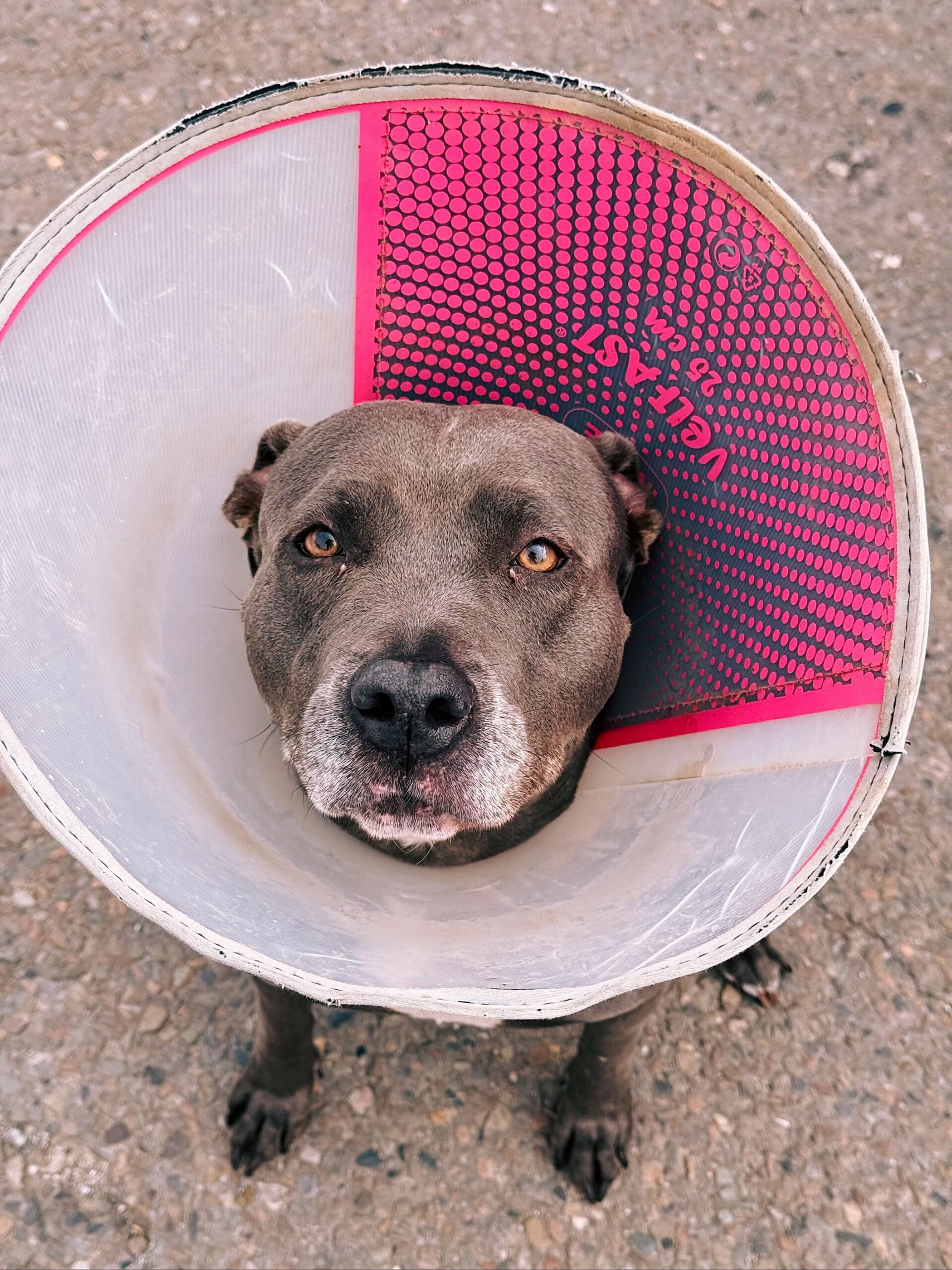 Adesse, chien à l'adoption chez Sans Collier