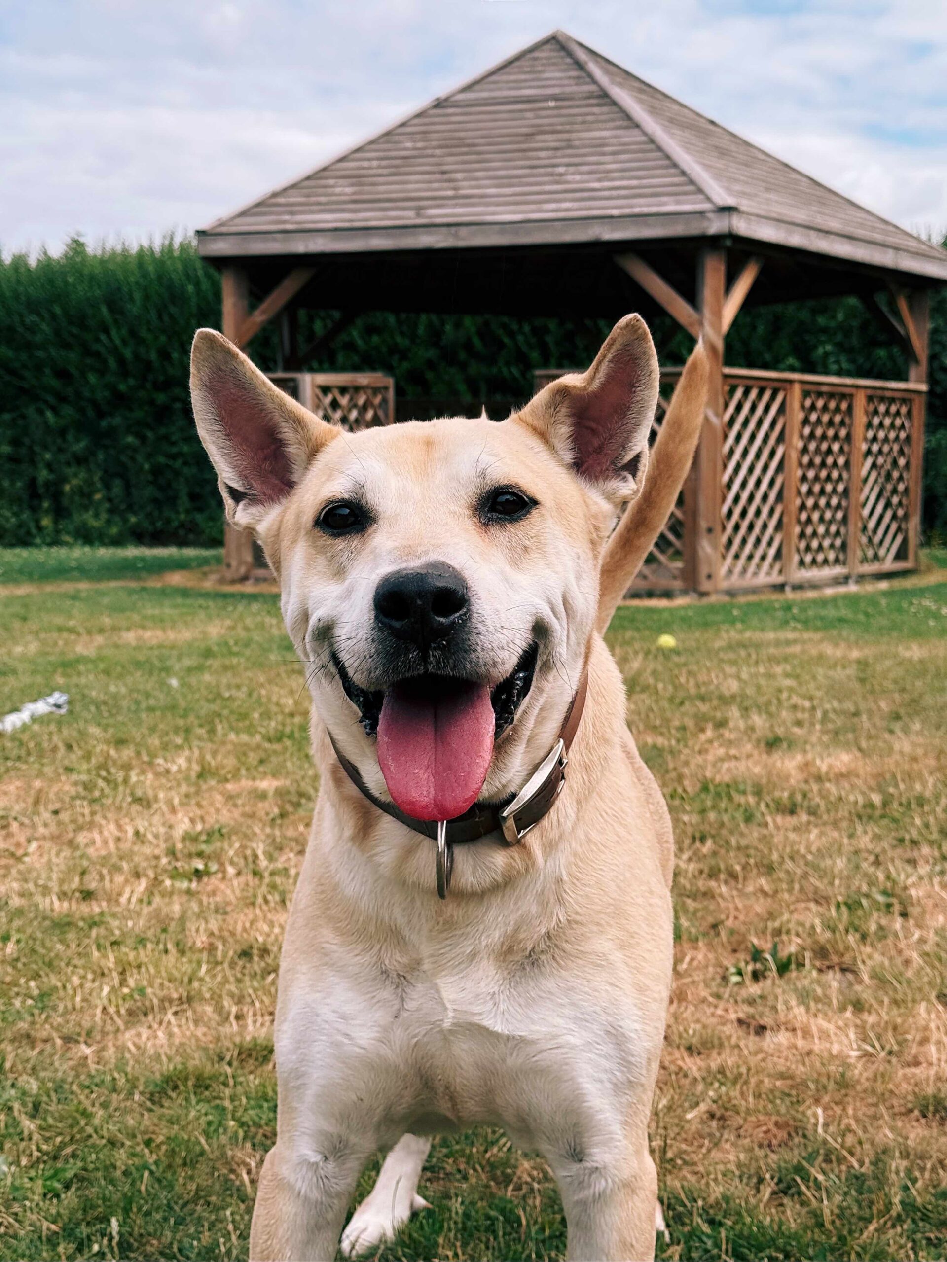 Kenzo, chien à l'adoption chez Sans Collier