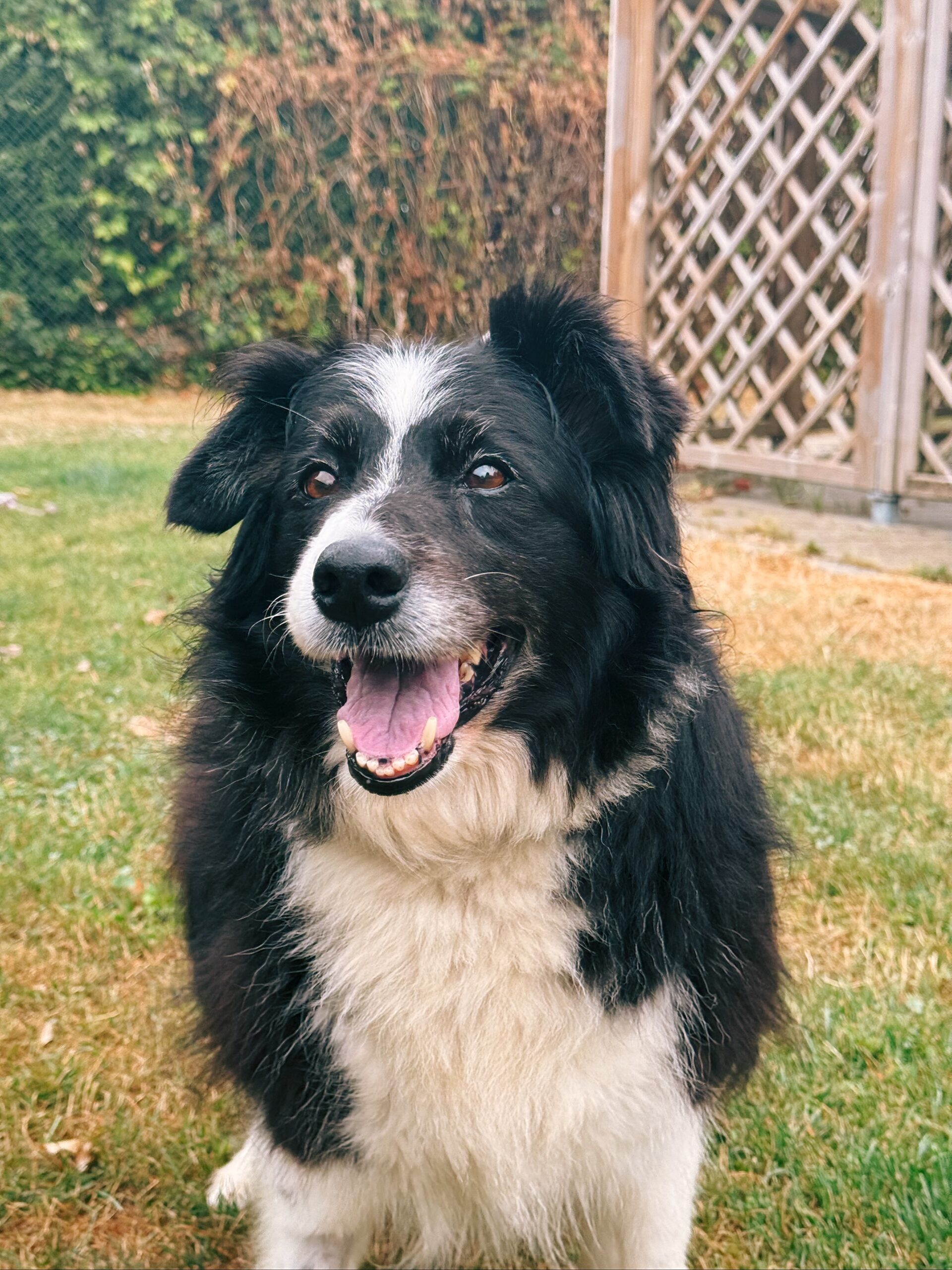 Maïa, chien à l'adoption chez Sans Collier