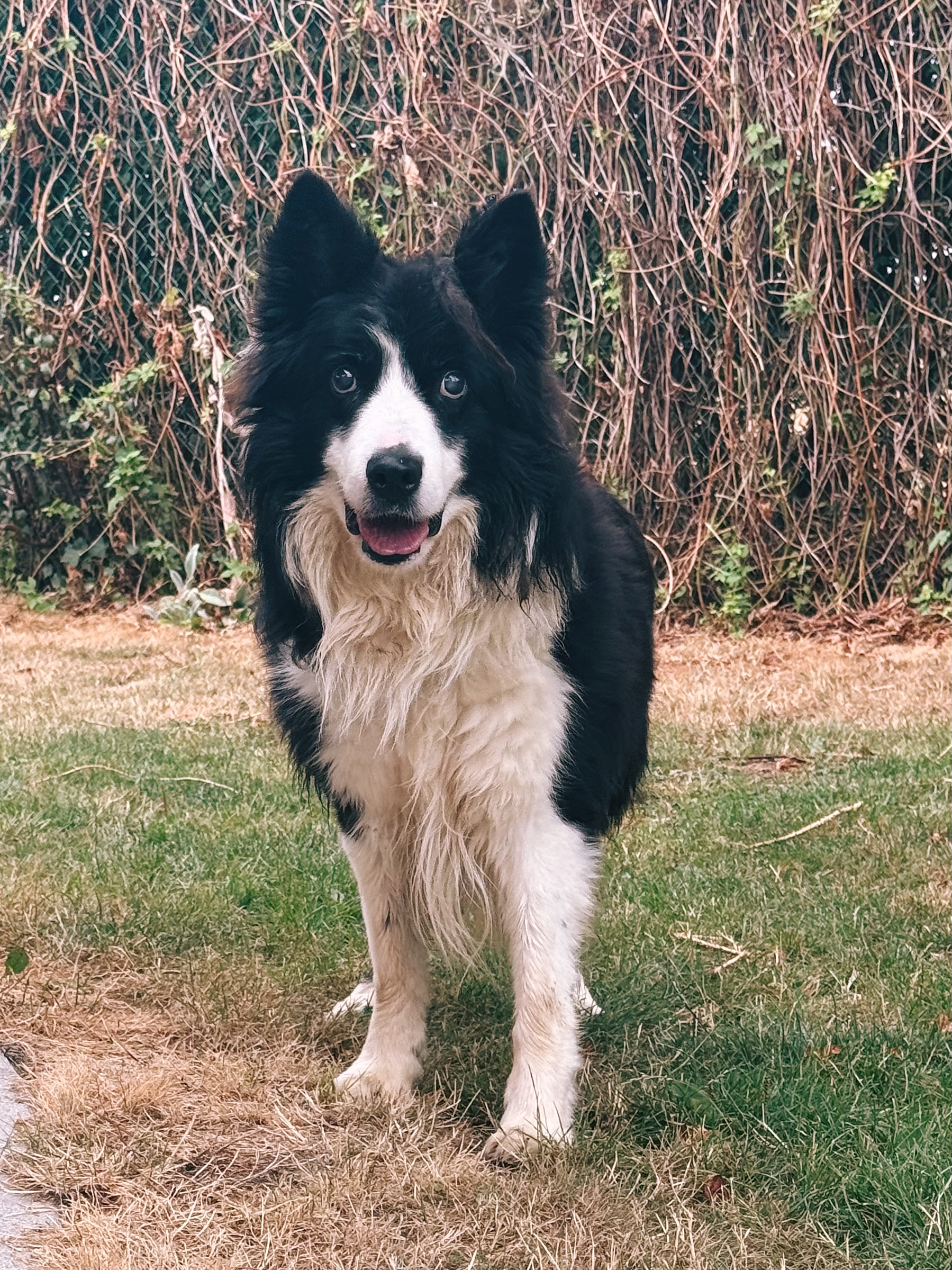 Arko, chien à l'adoption chez Sans Collier