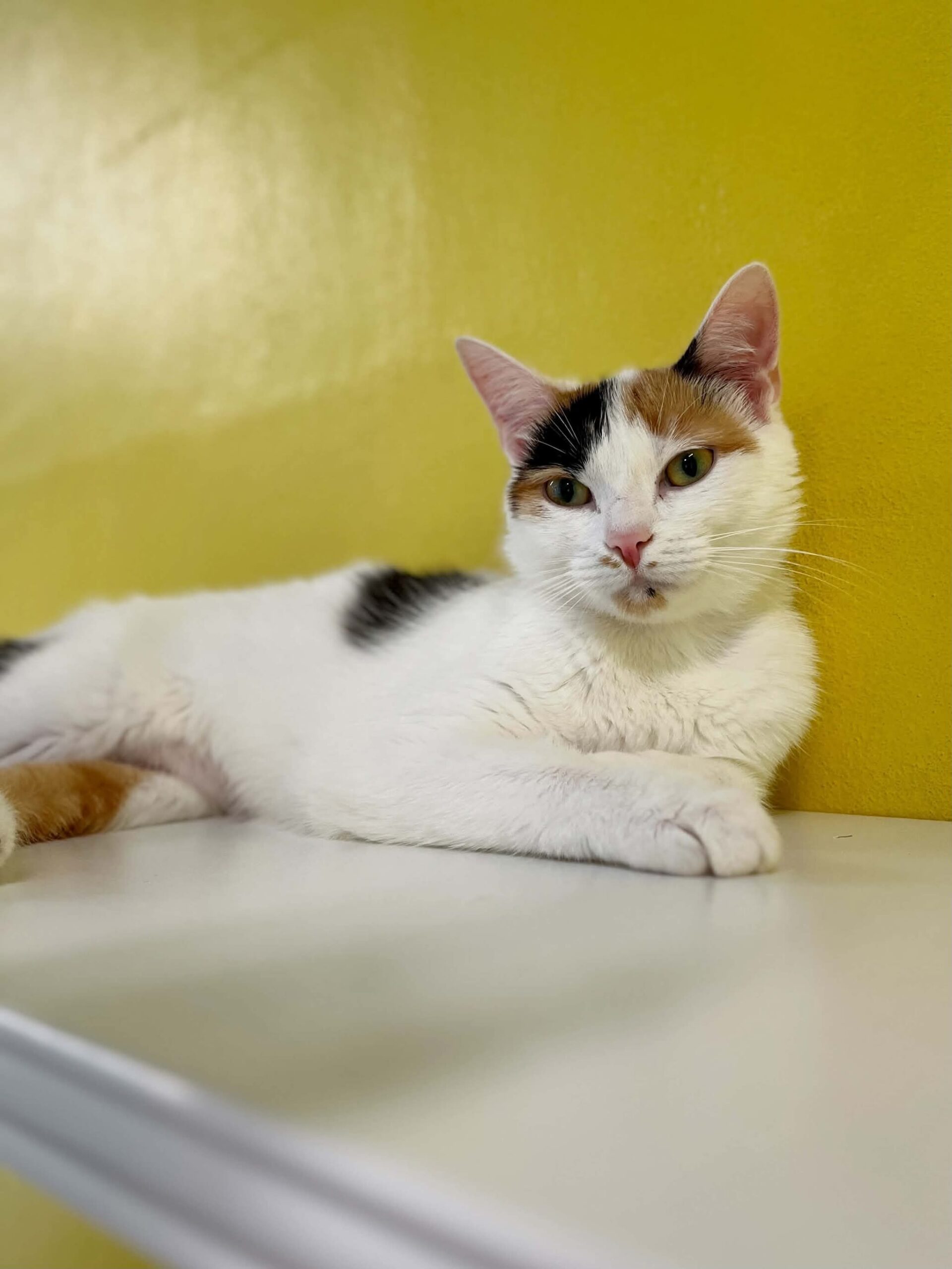 Jenny, chat à l'adoption chez Sans Collier