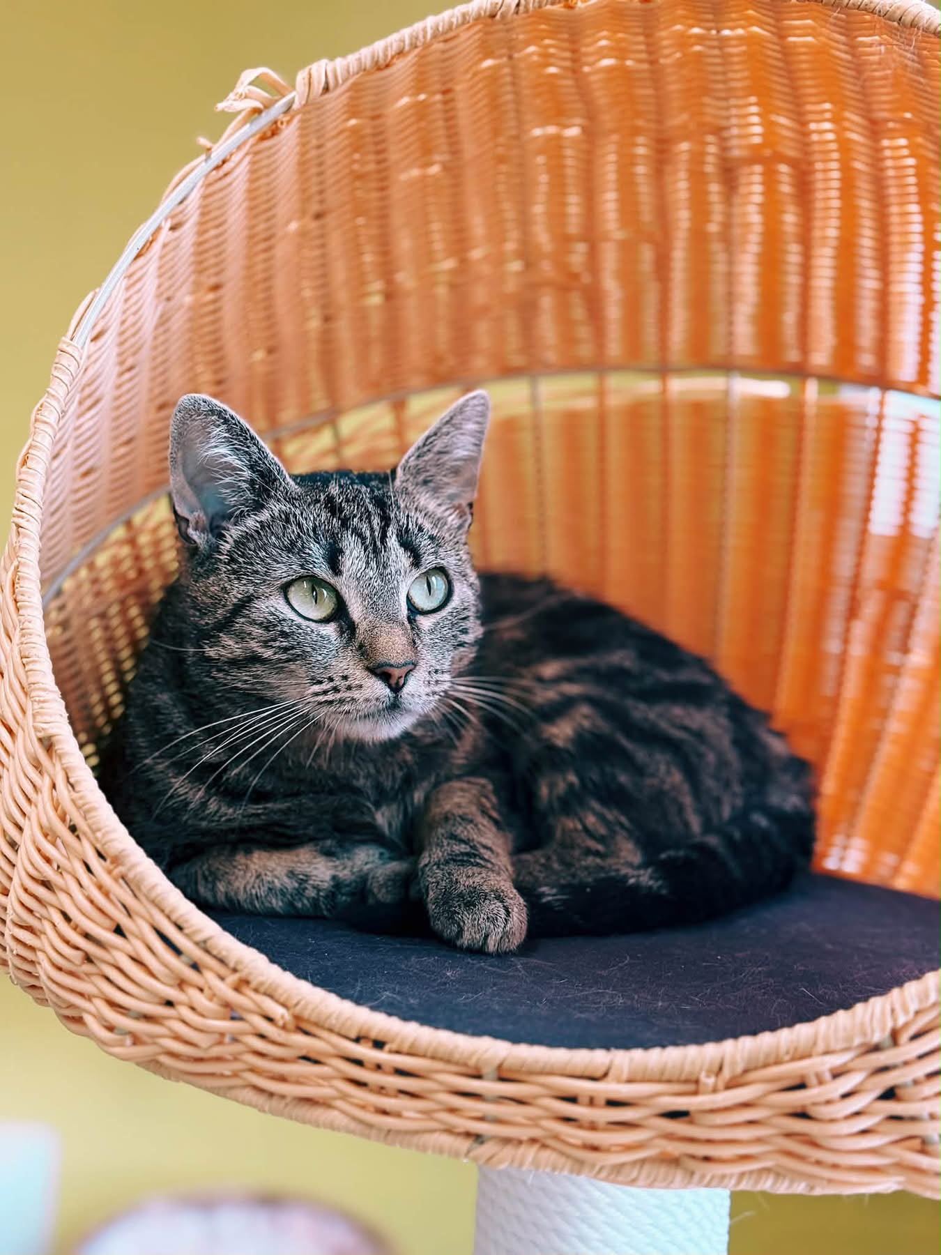 Maman chat, chat à l'adoption chez Sans Collier