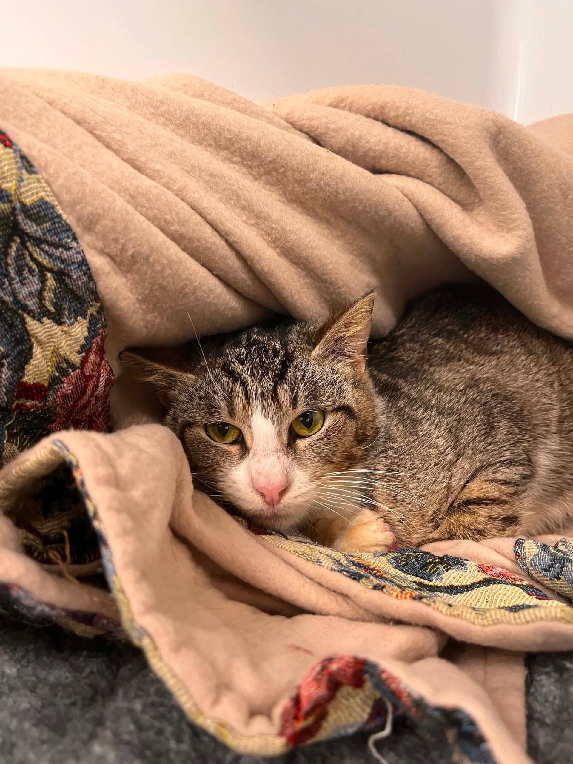 Misery, chat à l'adoption chez Sans Collier