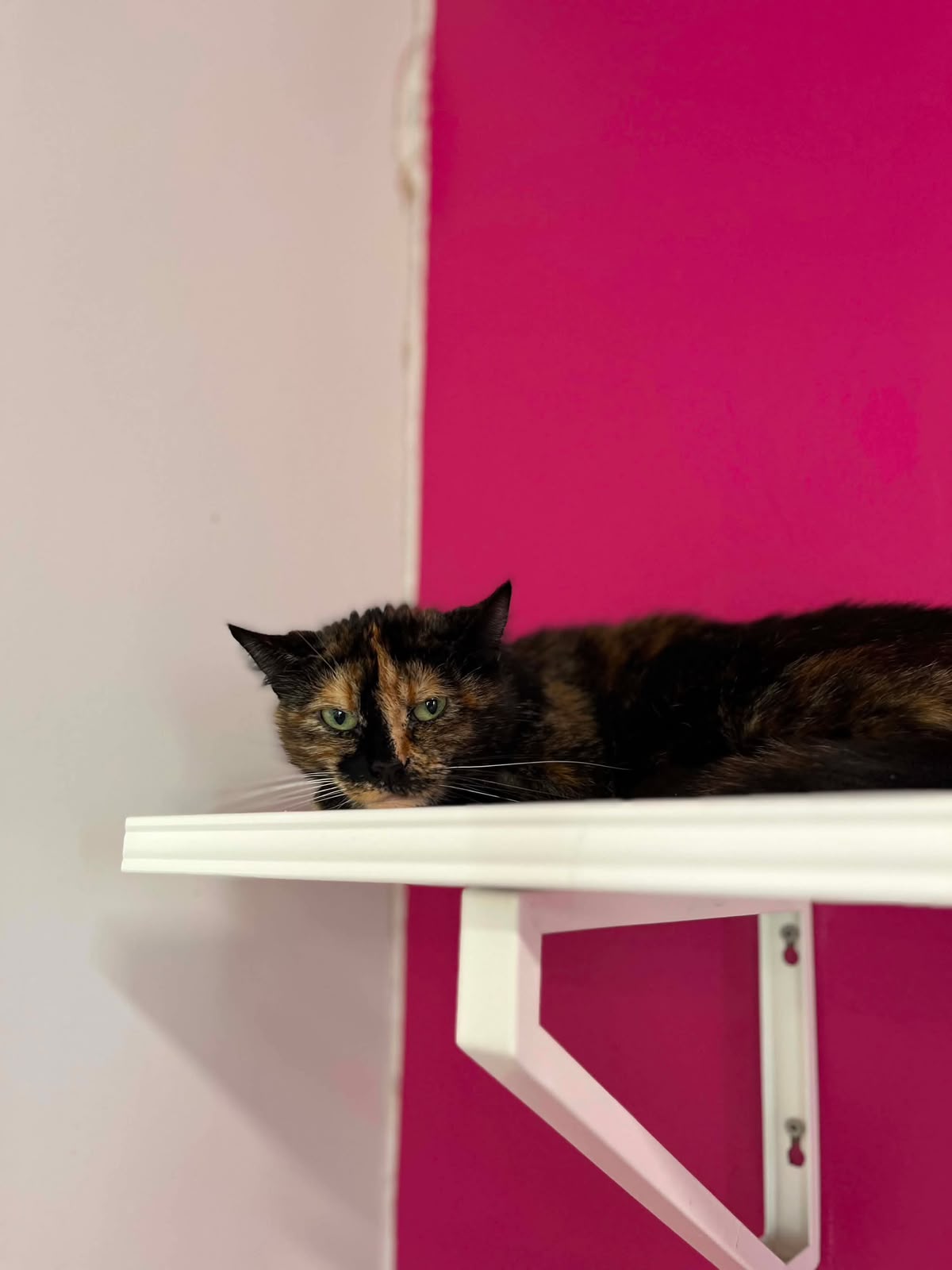 Pépé, chat à l'adoption chez Sans Collier
