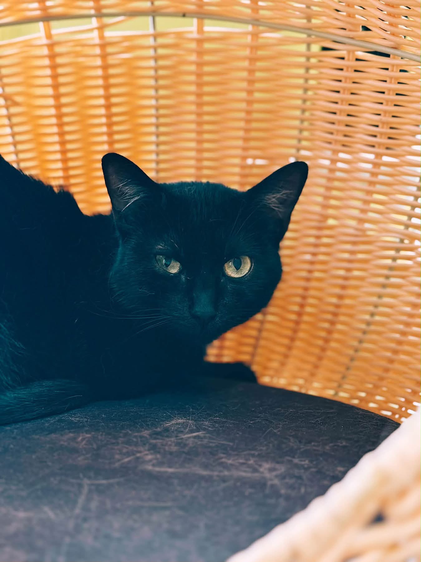 Rina, chat à l'adoption chez Sans Collier