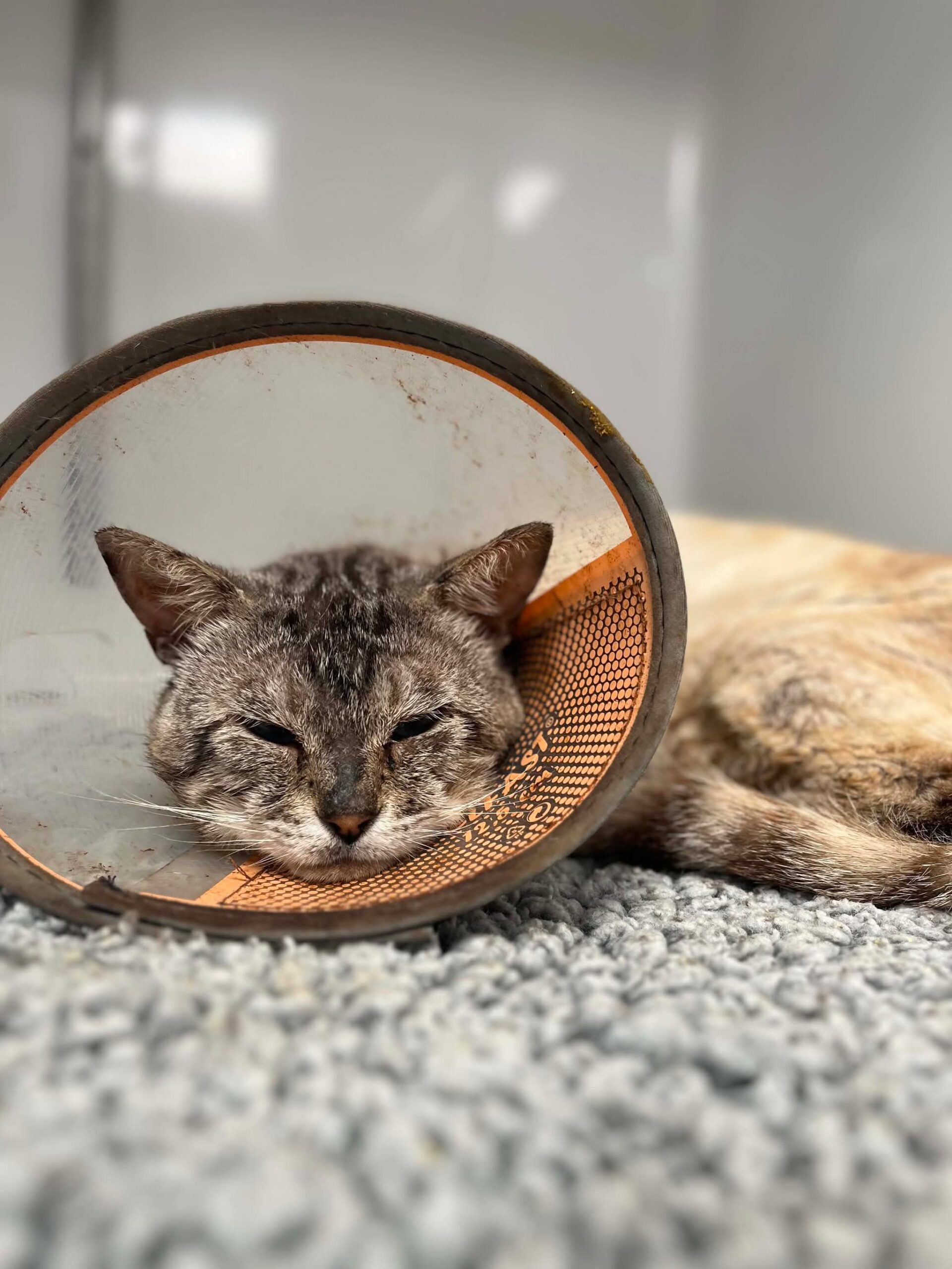Sparta, chat à l'adoption chez Sans Collier