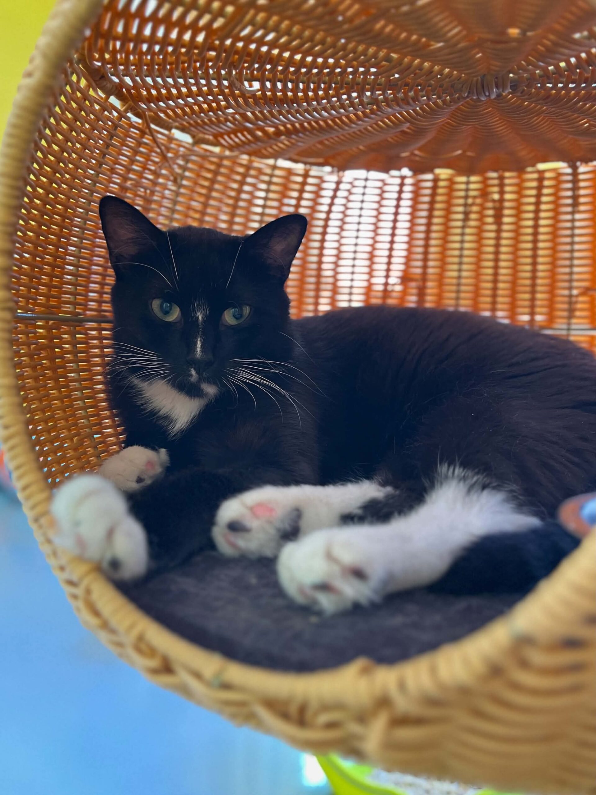 Arbok, chat à l'adoption chez Sans Collier