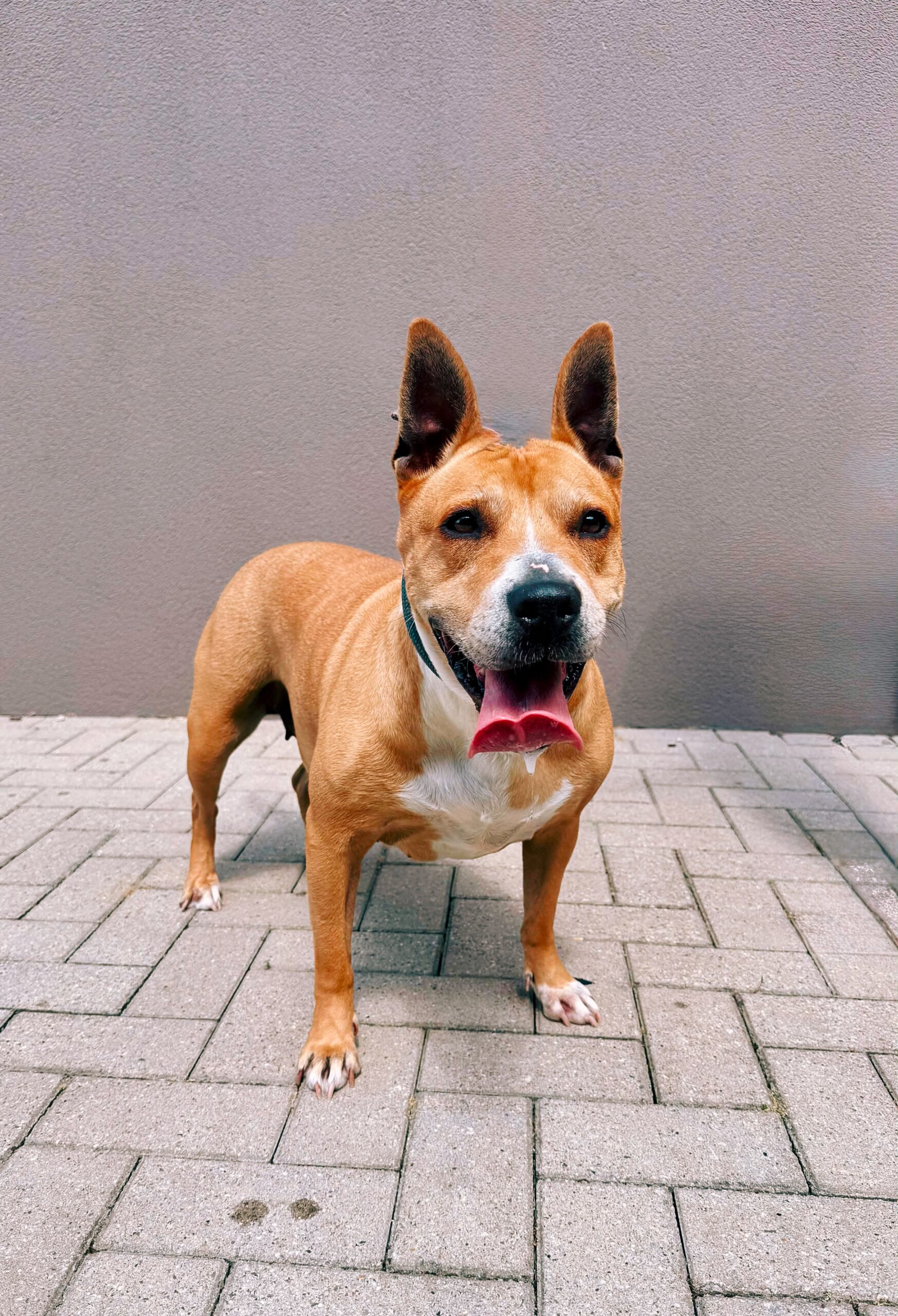 Balia, chien à l'adoption chez Sans Collier