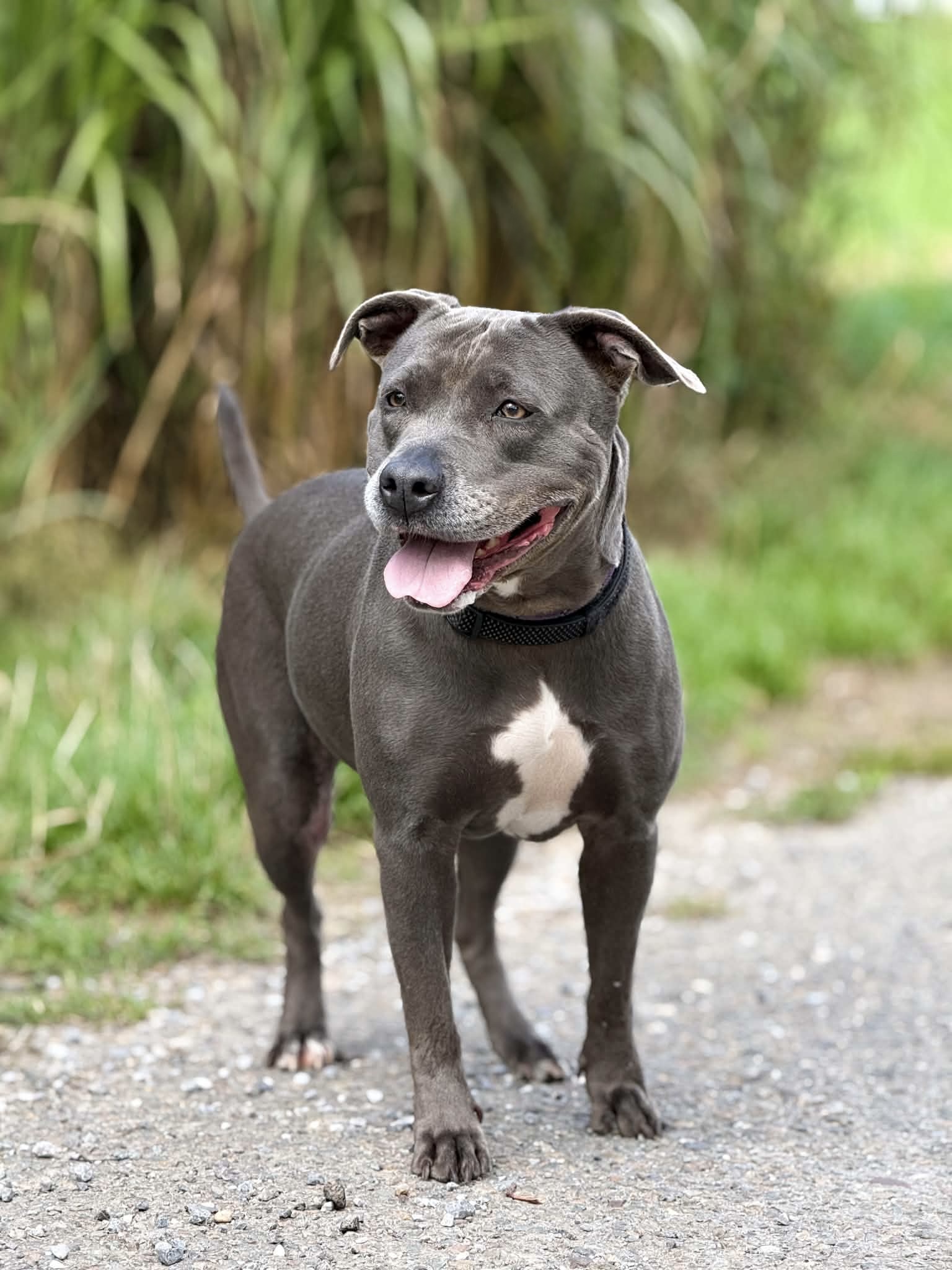 Adesse, chien à l'adoption chez Sans Collier