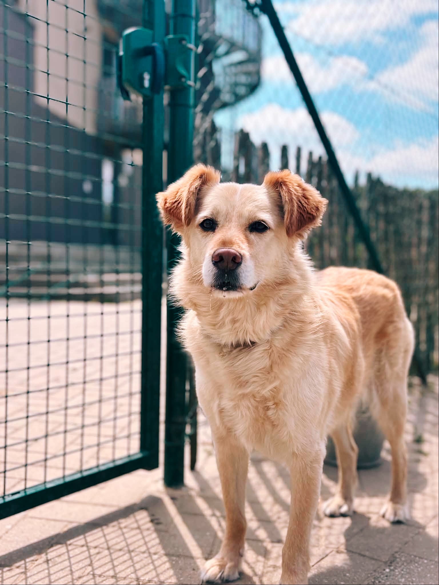 Jimmy, chien à l'adoption chez Sans Collier