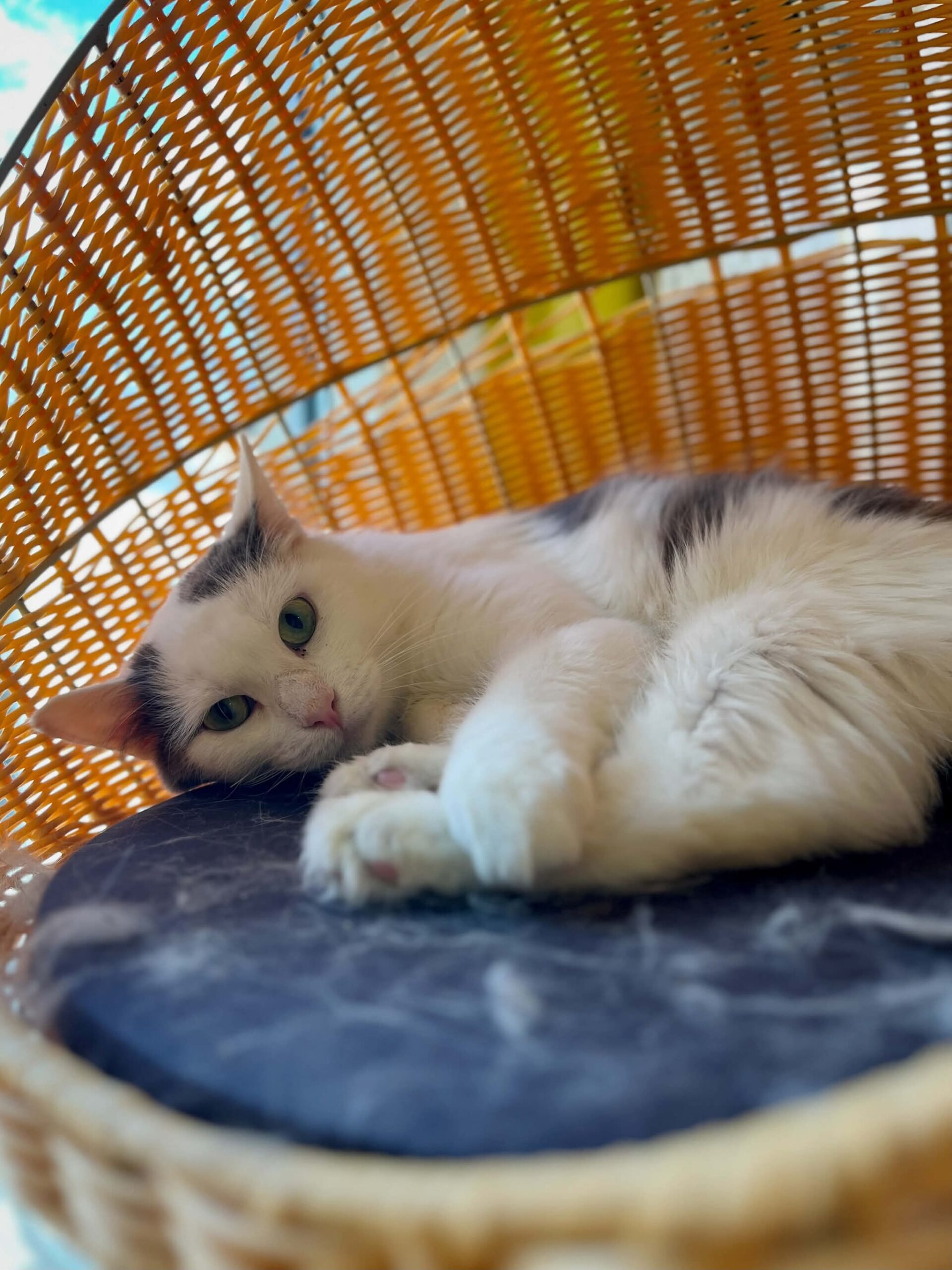 Douda, chat à l'adoption chez Sans Collier