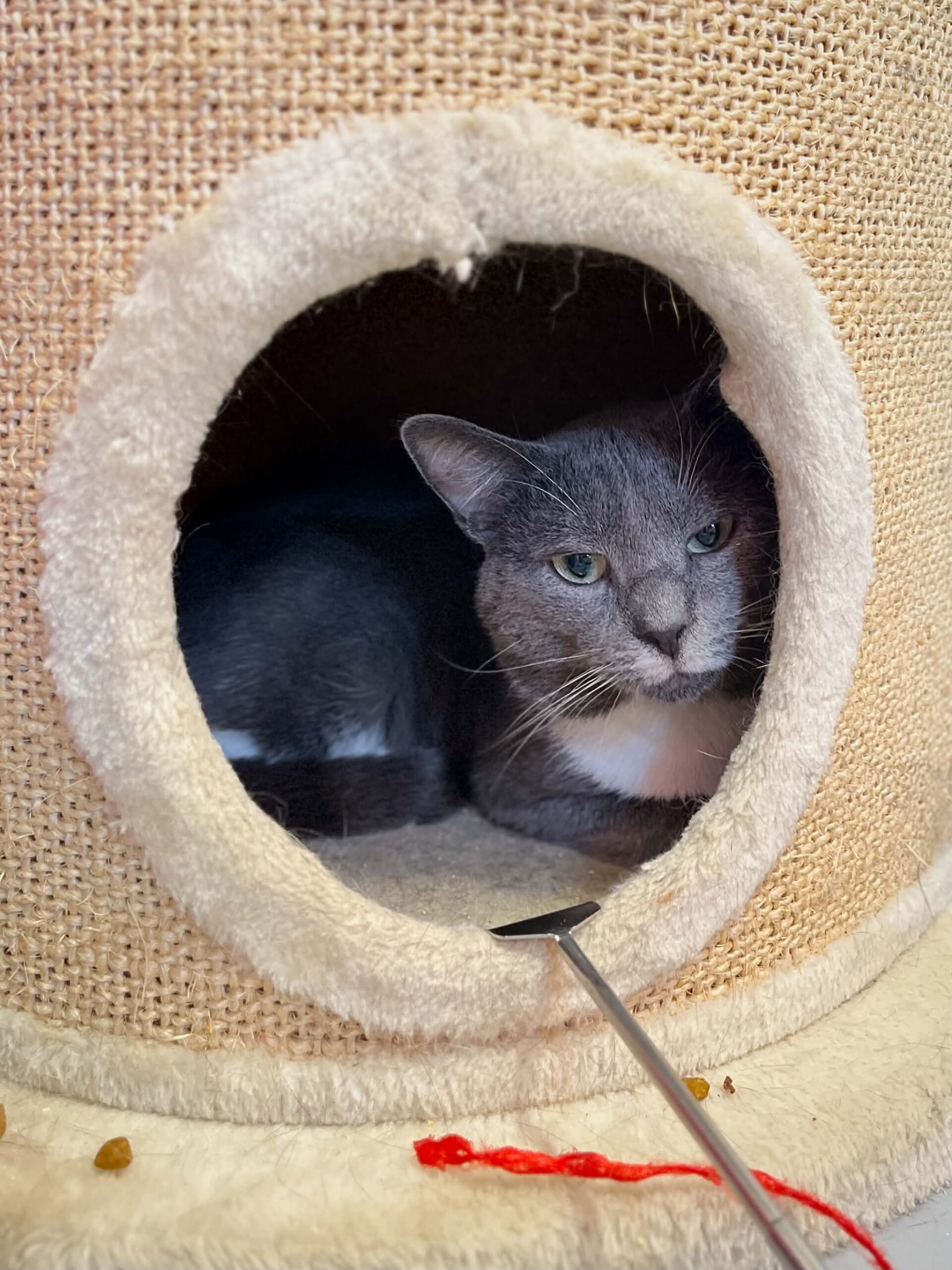 Tigrou, chat à l'adoption chez Sans Collier