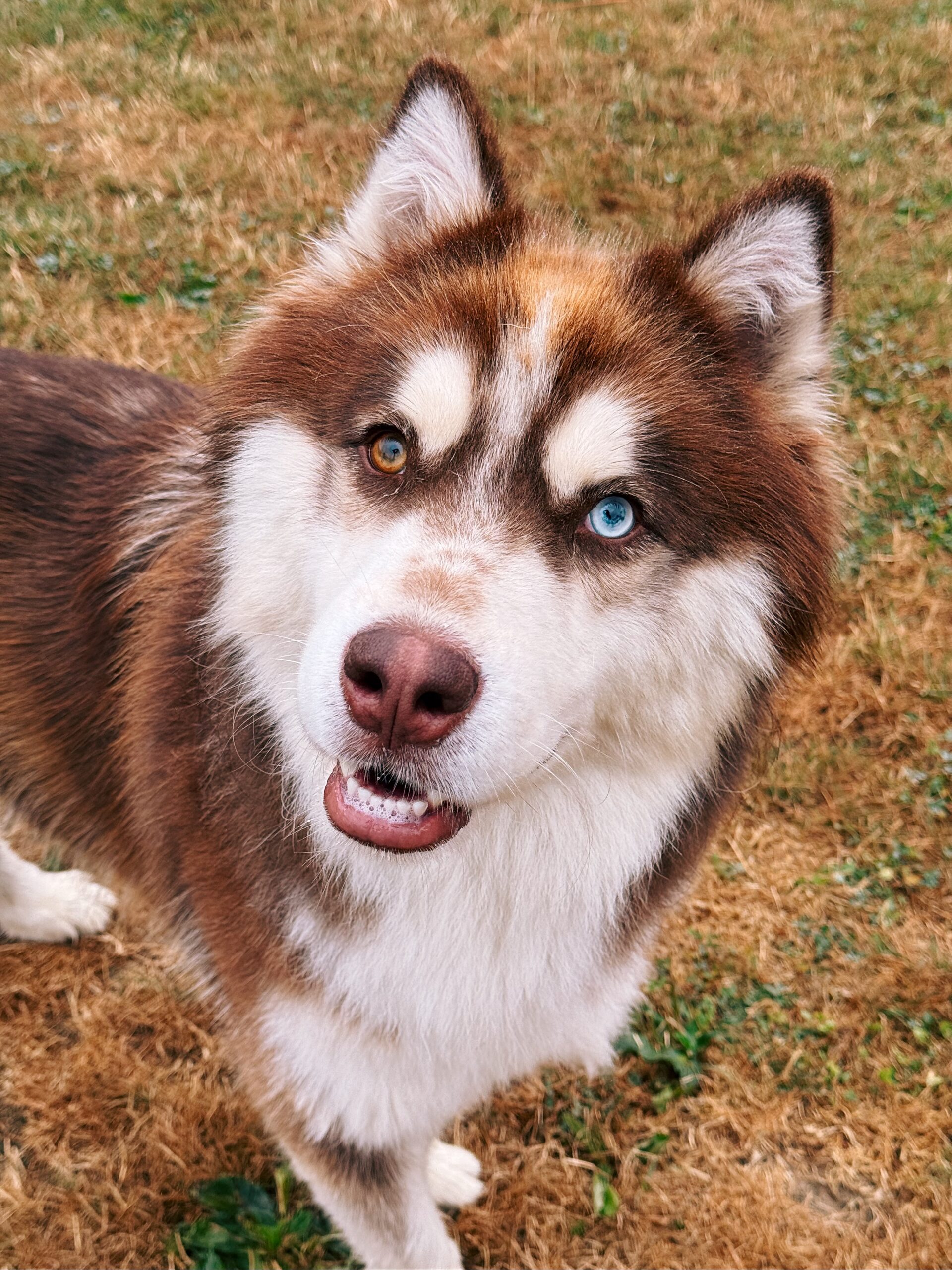 Hikari, chien à l'adoption chez Sans Collier