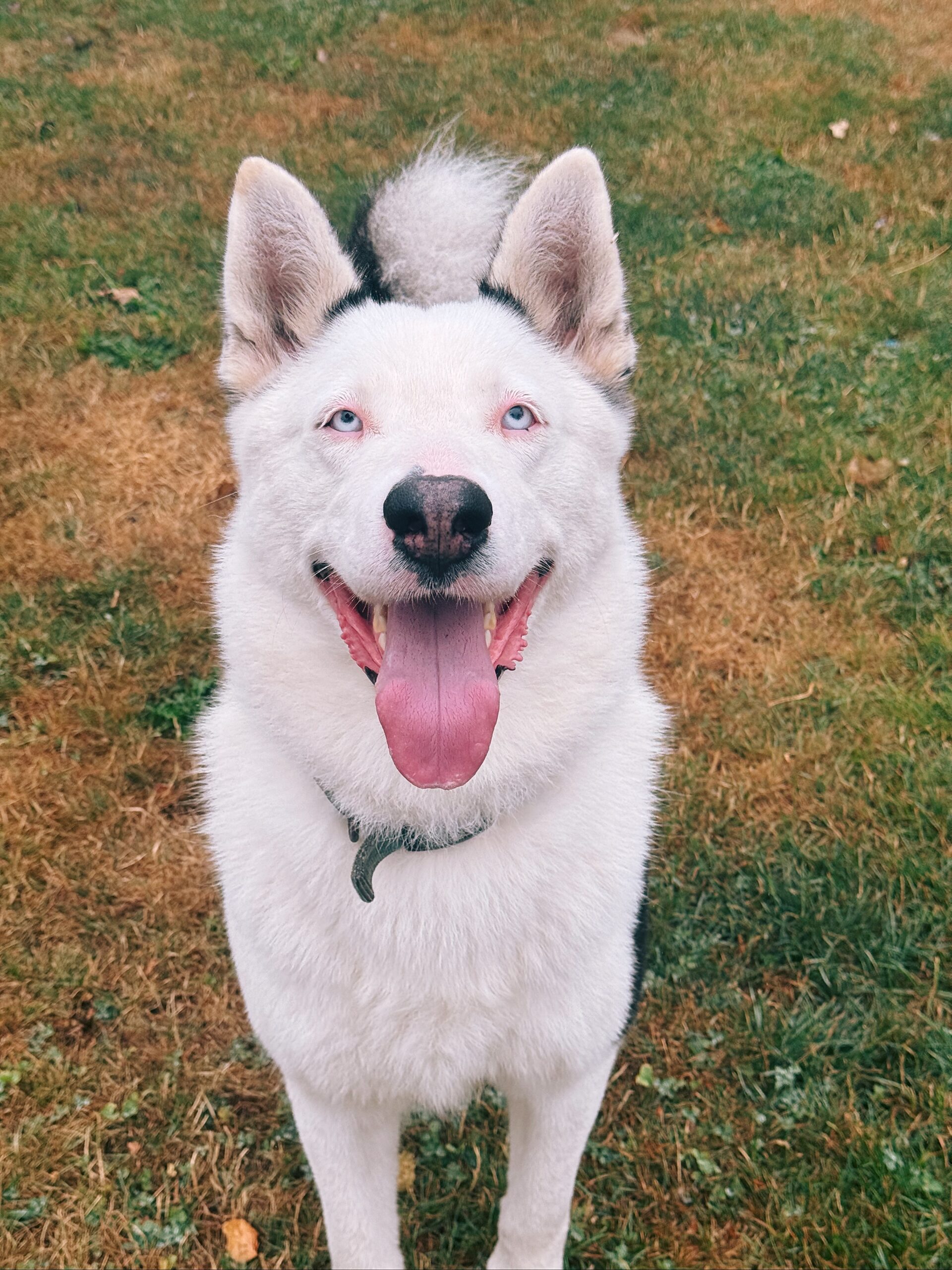 Sun, chien à l'adoption chez Sans Collier
