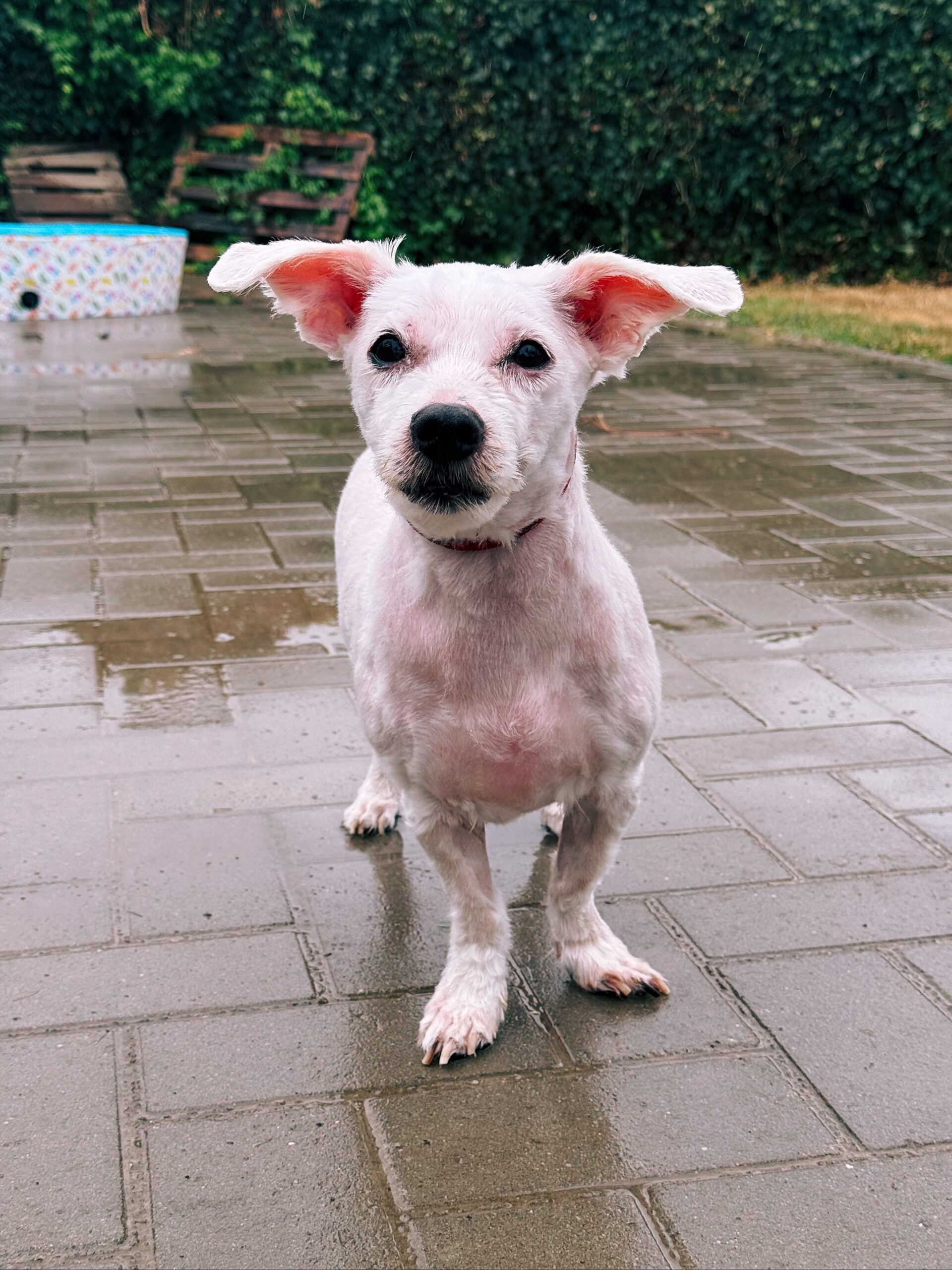 Zorro, chien à l'adoption chez Sans Collier