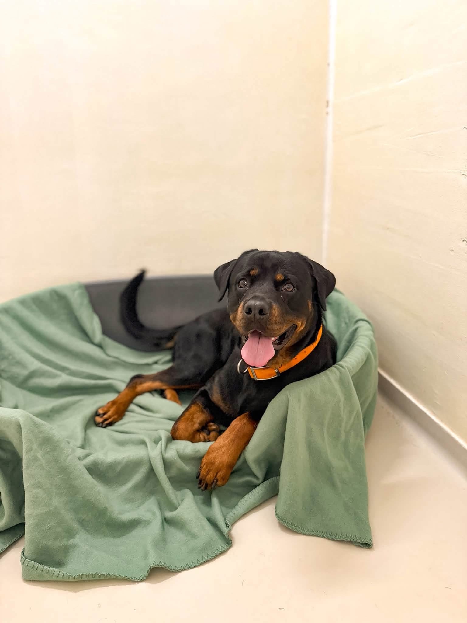 Nusa, chien à l'adoption chez Sans Collier