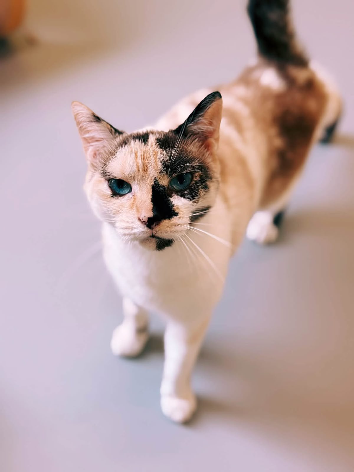 Twixy, chat à l'adoption chez Sans Collier