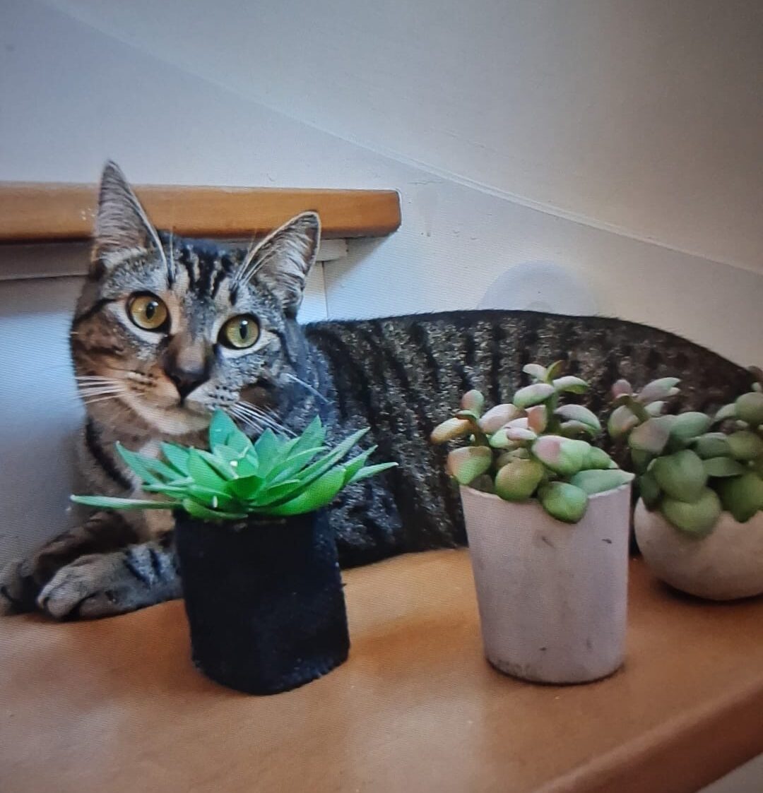 Epautre chatte perdue en avril 2026 à Rosières