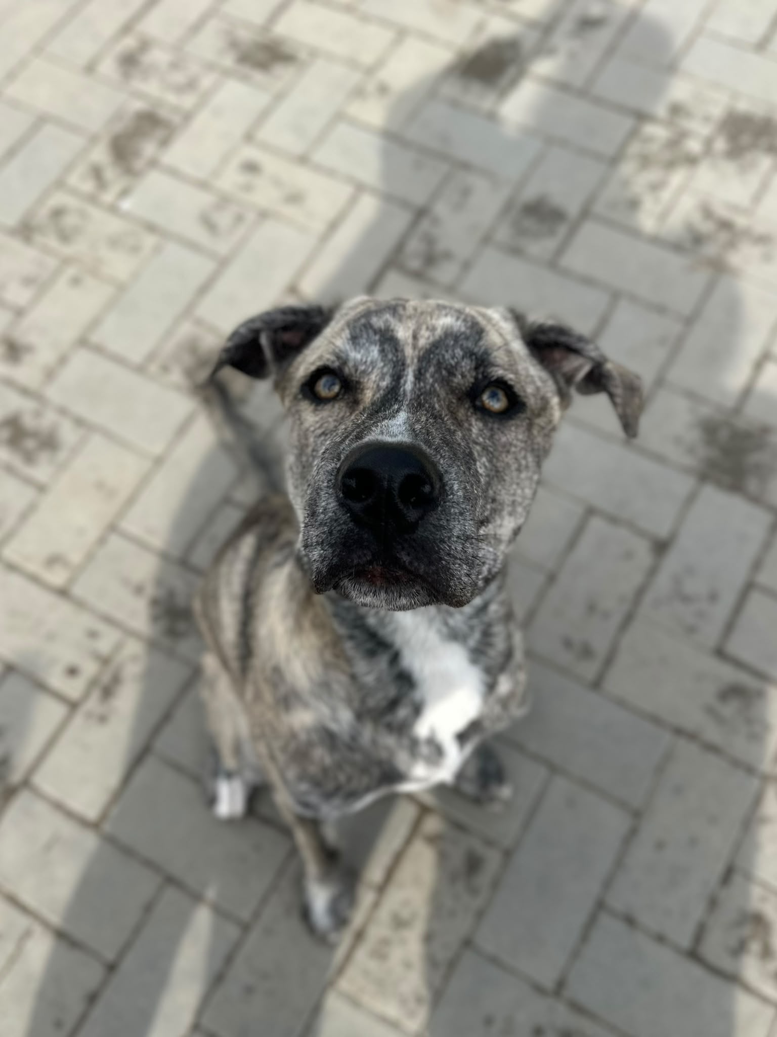 Tony, chien à l'adoption chez Sans Collier
